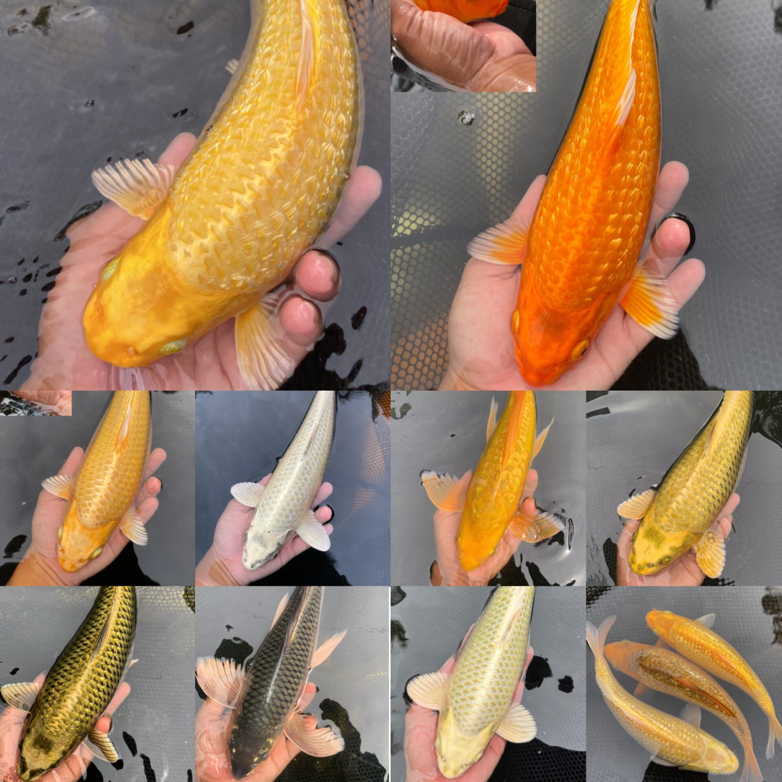 Lelang Koi Online, Jual Beli Ikan Koi, Pasar Koi Terbaik, Agen Lelang Koi, Penawaran Koi Berkualitas, Harga Jual Koi, Lelang Ikan Koi Import, Beli Koi Online, Jual Koi Murah, Koi Showroom, Penjual Koi Terpercaya, Lelang Koi Jakarta, Jual Koi Lokal, Koi Kualitas Unggul, Harga Terbaik Koi, Jual Koi Indukan, Lelang Ikan Hias Koi, Pasar Koi Indonesia, Beli Koi Berkualitas Tinggi, Koi Farm Terbesar, Jual Beli Koi Impor, Lelang Ikan Koi Kualitas Premium, Daftar Harga Koi Terbaru, Pusat Jual Beli Koi, Info Lelang Koi Hari Ini.
