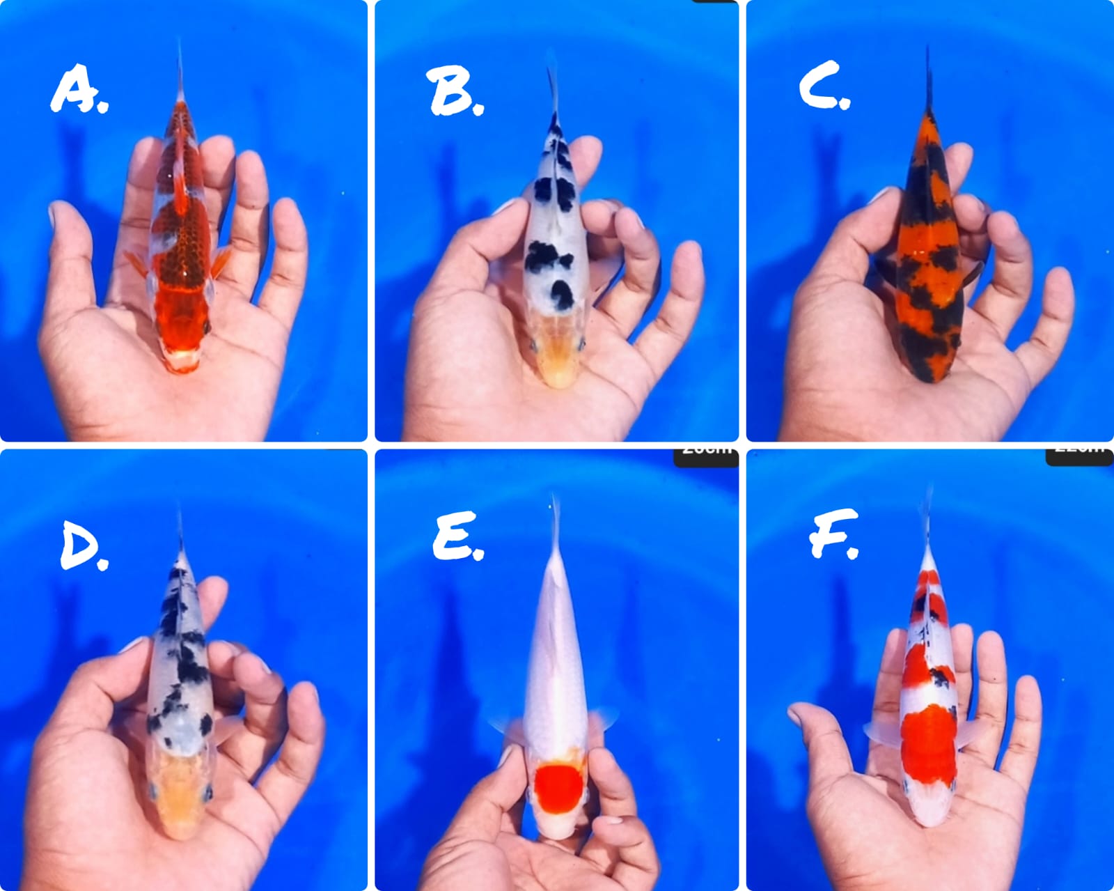 Lelang Koi Online, Jual Beli Ikan Koi, Pasar Koi Terbaik, Agen Lelang Koi, Penawaran Koi Berkualitas, Harga Jual Koi, Lelang Ikan Koi Import, Beli Koi Online, Jual Koi Murah, Koi Showroom, Penjual Koi Terpercaya, Lelang Koi Jakarta, Jual Koi Lokal, Koi Kualitas Unggul, Harga Terbaik Koi, Jual Koi Indukan, Lelang Ikan Hias Koi, Pasar Koi Indonesia, Beli Koi Berkualitas Tinggi, Koi Farm Terbesar, Jual Beli Koi Impor, Lelang Ikan Koi Kualitas Premium, Daftar Harga Koi Terbaru, Pusat Jual Beli Koi, Info Lelang Koi Hari Ini.