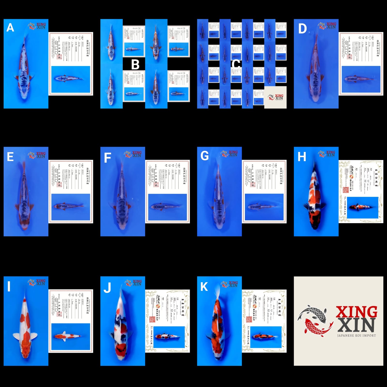 Lelang Koi Online, Jual Beli Ikan Koi, Pasar Koi Terbaik, Agen Lelang Koi, Penawaran Koi Berkualitas, Harga Jual Koi, Lelang Ikan Koi Import, Beli Koi Online, Jual Koi Murah, Koi Showroom, Penjual Koi Terpercaya, Lelang Koi Jakarta, Jual Koi Lokal, Koi Kualitas Unggul, Harga Terbaik Koi, Jual Koi Indukan, Lelang Ikan Hias Koi, Pasar Koi Indonesia, Beli Koi Berkualitas Tinggi, Koi Farm Terbesar, Jual Beli Koi Impor, Lelang Ikan Koi Kualitas Premium, Daftar Harga Koi Terbaru, Pusat Jual Beli Koi, Info Lelang Koi Hari Ini.