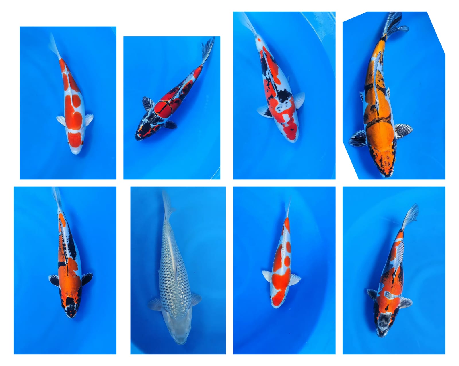 Lelang Koi Online, Jual Beli Ikan Koi, Pasar Koi Terbaik, Agen Lelang Koi, Penawaran Koi Berkualitas, Harga Jual Koi, Lelang Ikan Koi Import, Beli Koi Online, Jual Koi Murah, Koi Showroom, Penjual Koi Terpercaya, Lelang Koi Jakarta, Jual Koi Lokal, Koi Kualitas Unggul, Harga Terbaik Koi, Jual Koi Indukan, Lelang Ikan Hias Koi, Pasar Koi Indonesia, Beli Koi Berkualitas Tinggi, Koi Farm Terbesar, Jual Beli Koi Impor, Lelang Ikan Koi Kualitas Premium, Daftar Harga Koi Terbaru, Pusat Jual Beli Koi, Info Lelang Koi Hari Ini.