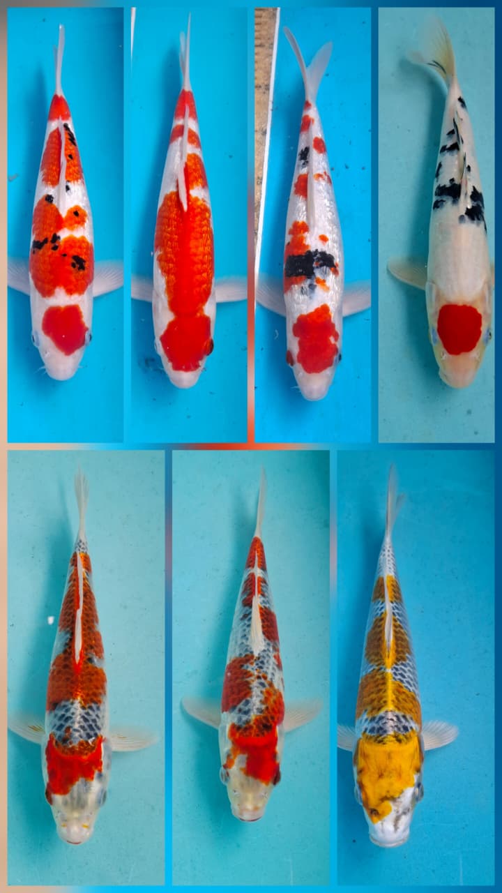 Lelang Koi Online, Jual Beli Ikan Koi, Pasar Koi Terbaik, Agen Lelang Koi, Penawaran Koi Berkualitas, Harga Jual Koi, Lelang Ikan Koi Import, Beli Koi Online, Jual Koi Murah, Koi Showroom, Penjual Koi Terpercaya, Lelang Koi Jakarta, Jual Koi Lokal, Koi Kualitas Unggul, Harga Terbaik Koi, Jual Koi Indukan, Lelang Ikan Hias Koi, Pasar Koi Indonesia, Beli Koi Berkualitas Tinggi, Koi Farm Terbesar, Jual Beli Koi Impor, Lelang Ikan Koi Kualitas Premium, Daftar Harga Koi Terbaru, Pusat Jual Beli Koi, Info Lelang Koi Hari Ini.