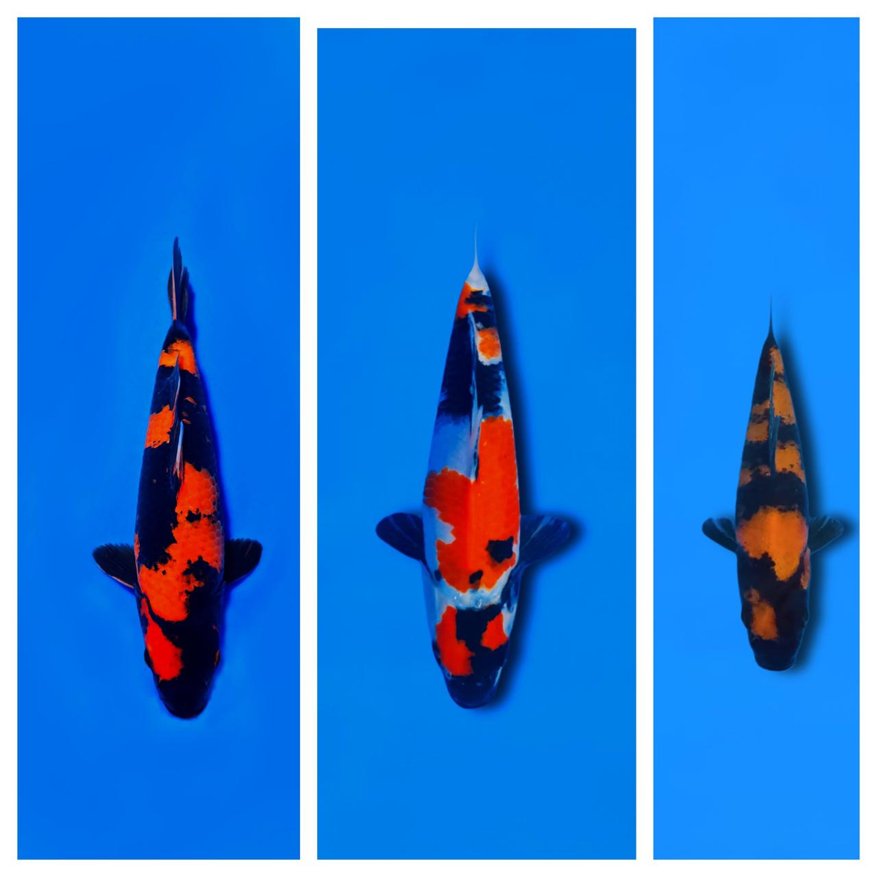 Lelang Koi Online, Jual Beli Ikan Koi, Pasar Koi Terbaik, Agen Lelang Koi, Penawaran Koi Berkualitas, Harga Jual Koi, Lelang Ikan Koi Import, Beli Koi Online, Jual Koi Murah, Koi Showroom, Penjual Koi Terpercaya, Lelang Koi Jakarta, Jual Koi Lokal, Koi Kualitas Unggul, Harga Terbaik Koi, Jual Koi Indukan, Lelang Ikan Hias Koi, Pasar Koi Indonesia, Beli Koi Berkualitas Tinggi, Koi Farm Terbesar, Jual Beli Koi Impor, Lelang Ikan Koi Kualitas Premium, Daftar Harga Koi Terbaru, Pusat Jual Beli Koi, Info Lelang Koi Hari Ini.