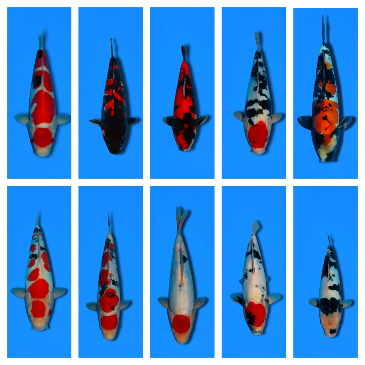 Lelang Koi Online, Jual Beli Ikan Koi, Pasar Koi Terbaik, Agen Lelang Koi, Penawaran Koi Berkualitas, Harga Jual Koi, Lelang Ikan Koi Import, Beli Koi Online, Jual Koi Murah, Koi Showroom, Penjual Koi Terpercaya, Lelang Koi Jakarta, Jual Koi Lokal, Koi Kualitas Unggul, Harga Terbaik Koi, Jual Koi Indukan, Lelang Ikan Hias Koi, Pasar Koi Indonesia, Beli Koi Berkualitas Tinggi, Koi Farm Terbesar, Jual Beli Koi Impor, Lelang Ikan Koi Kualitas Premium, Daftar Harga Koi Terbaru, Pusat Jual Beli Koi, Info Lelang Koi Hari Ini.