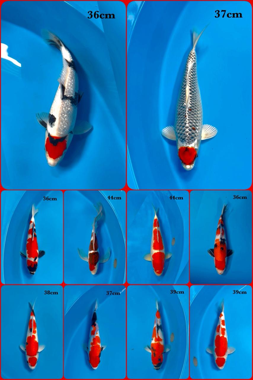 Lelang Koi Online, Jual Beli Ikan Koi, Pasar Koi Terbaik, Agen Lelang Koi, Penawaran Koi Berkualitas, Harga Jual Koi, Lelang Ikan Koi Import, Beli Koi Online, Jual Koi Murah, Koi Showroom, Penjual Koi Terpercaya, Lelang Koi Jakarta, Jual Koi Lokal, Koi Kualitas Unggul, Harga Terbaik Koi, Jual Koi Indukan, Lelang Ikan Hias Koi, Pasar Koi Indonesia, Beli Koi Berkualitas Tinggi, Koi Farm Terbesar, Jual Beli Koi Impor, Lelang Ikan Koi Kualitas Premium, Daftar Harga Koi Terbaru, Pusat Jual Beli Koi, Info Lelang Koi Hari Ini.