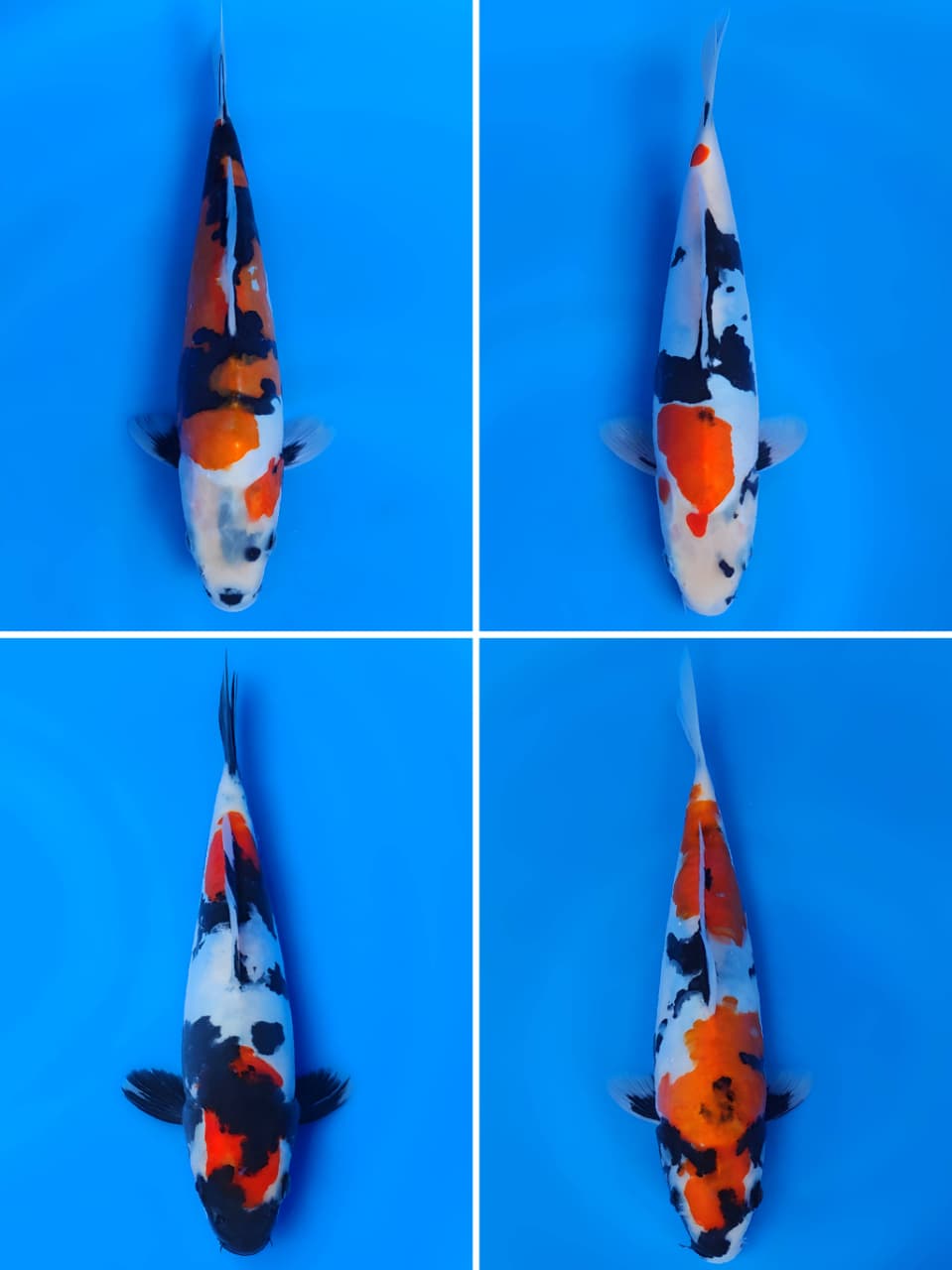 Lelang Koi Online, Jual Beli Ikan Koi, Pasar Koi Terbaik, Agen Lelang Koi, Penawaran Koi Berkualitas, Harga Jual Koi, Lelang Ikan Koi Import, Beli Koi Online, Jual Koi Murah, Koi Showroom, Penjual Koi Terpercaya, Lelang Koi Jakarta, Jual Koi Lokal, Koi Kualitas Unggul, Harga Terbaik Koi, Jual Koi Indukan, Lelang Ikan Hias Koi, Pasar Koi Indonesia, Beli Koi Berkualitas Tinggi, Koi Farm Terbesar, Jual Beli Koi Impor, Lelang Ikan Koi Kualitas Premium, Daftar Harga Koi Terbaru, Pusat Jual Beli Koi, Info Lelang Koi Hari Ini.