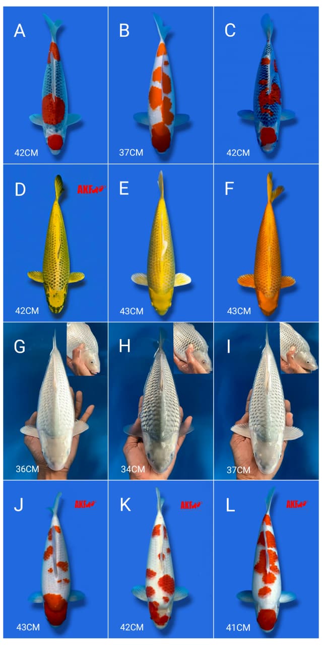 Lelang Koi Online, Jual Beli Ikan Koi, Pasar Koi Terbaik, Agen Lelang Koi, Penawaran Koi Berkualitas, Harga Jual Koi, Lelang Ikan Koi Import, Beli Koi Online, Jual Koi Murah, Koi Showroom, Penjual Koi Terpercaya, Lelang Koi Jakarta, Jual Koi Lokal, Koi Kualitas Unggul, Harga Terbaik Koi, Jual Koi Indukan, Lelang Ikan Hias Koi, Pasar Koi Indonesia, Beli Koi Berkualitas Tinggi, Koi Farm Terbesar, Jual Beli Koi Impor, Lelang Ikan Koi Kualitas Premium, Daftar Harga Koi Terbaru, Pusat Jual Beli Koi, Info Lelang Koi Hari Ini.