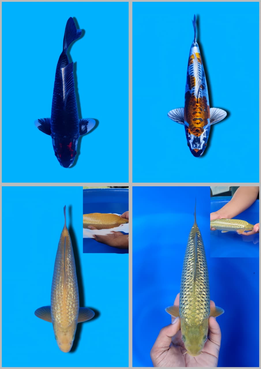 Lelang Koi Online, Jual Beli Ikan Koi, Pasar Koi Terbaik, Agen Lelang Koi, Penawaran Koi Berkualitas, Harga Jual Koi, Lelang Ikan Koi Import, Beli Koi Online, Jual Koi Murah, Koi Showroom, Penjual Koi Terpercaya, Lelang Koi Jakarta, Jual Koi Lokal, Koi Kualitas Unggul, Harga Terbaik Koi, Jual Koi Indukan, Lelang Ikan Hias Koi, Pasar Koi Indonesia, Beli Koi Berkualitas Tinggi, Koi Farm Terbesar, Jual Beli Koi Impor, Lelang Ikan Koi Kualitas Premium, Daftar Harga Koi Terbaru, Pusat Jual Beli Koi, Info Lelang Koi Hari Ini.