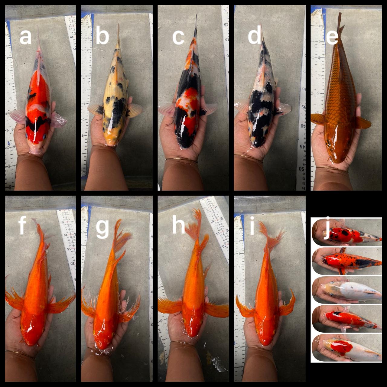 Lelang Koi Online, Jual Beli Ikan Koi, Pasar Koi Terbaik, Agen Lelang Koi, Penawaran Koi Berkualitas, Harga Jual Koi, Lelang Ikan Koi Import, Beli Koi Online, Jual Koi Murah, Koi Showroom, Penjual Koi Terpercaya, Lelang Koi Jakarta, Jual Koi Lokal, Koi Kualitas Unggul, Harga Terbaik Koi, Jual Koi Indukan, Lelang Ikan Hias Koi, Pasar Koi Indonesia, Beli Koi Berkualitas Tinggi, Koi Farm Terbesar, Jual Beli Koi Impor, Lelang Ikan Koi Kualitas Premium, Daftar Harga Koi Terbaru, Pusat Jual Beli Koi, Info Lelang Koi Hari Ini.