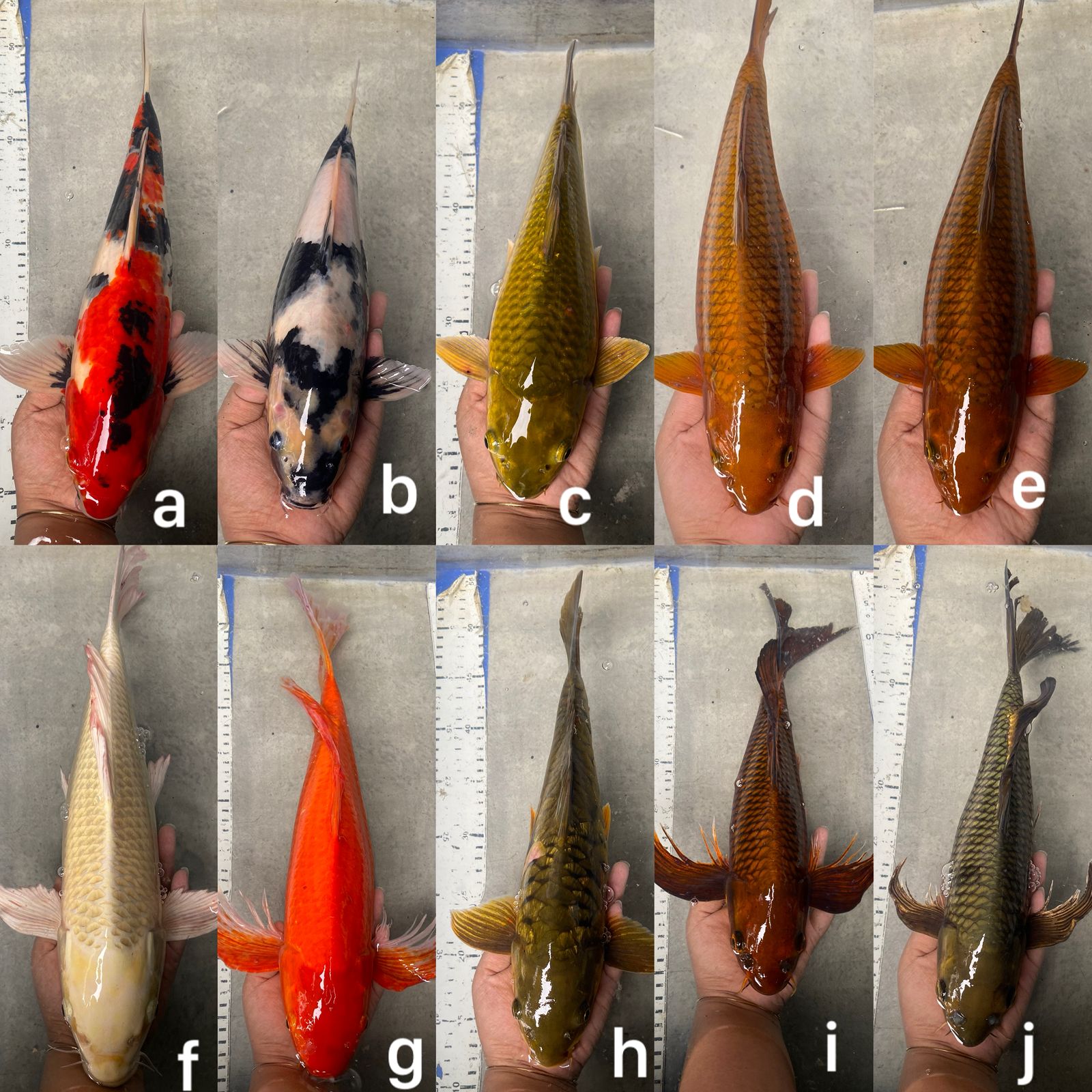 Lelang Koi Online, Jual Beli Ikan Koi, Pasar Koi Terbaik, Agen Lelang Koi, Penawaran Koi Berkualitas, Harga Jual Koi, Lelang Ikan Koi Import, Beli Koi Online, Jual Koi Murah, Koi Showroom, Penjual Koi Terpercaya, Lelang Koi Jakarta, Jual Koi Lokal, Koi Kualitas Unggul, Harga Terbaik Koi, Jual Koi Indukan, Lelang Ikan Hias Koi, Pasar Koi Indonesia, Beli Koi Berkualitas Tinggi, Koi Farm Terbesar, Jual Beli Koi Impor, Lelang Ikan Koi Kualitas Premium, Daftar Harga Koi Terbaru, Pusat Jual Beli Koi, Info Lelang Koi Hari Ini.