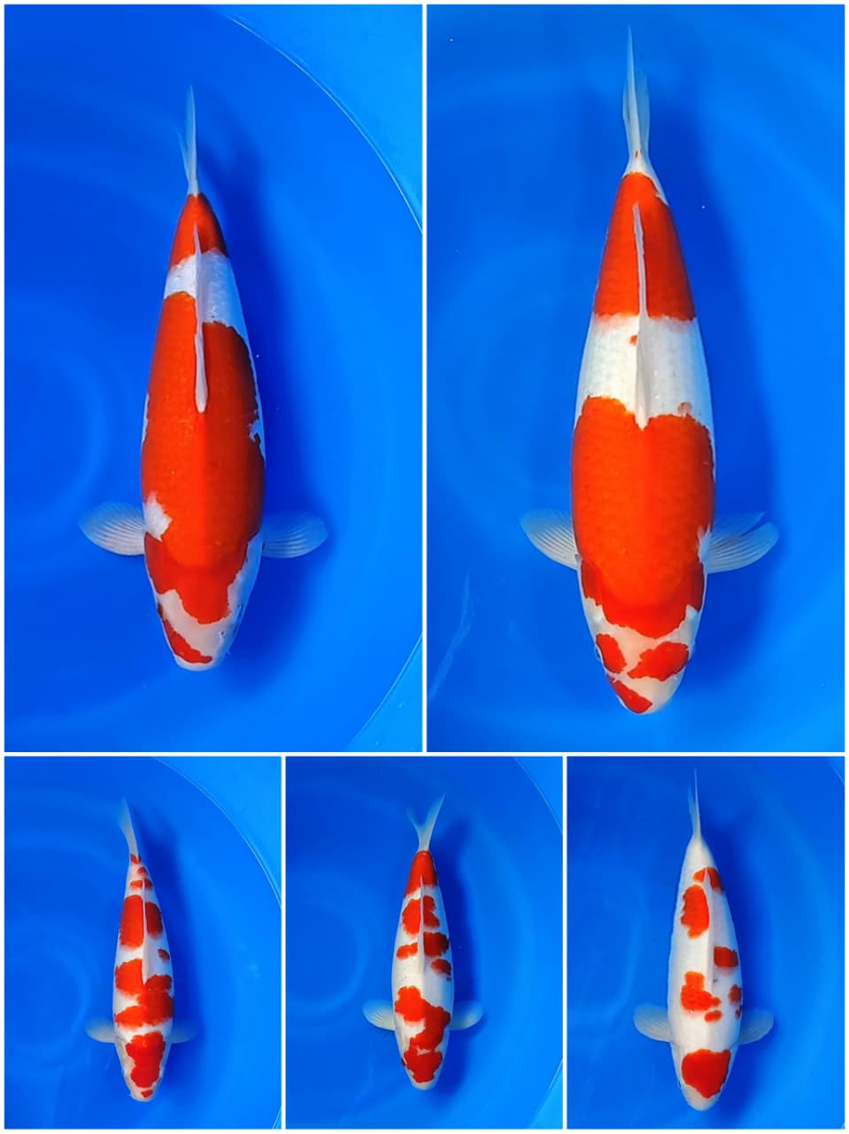 Lelang Koi Online, Jual Beli Ikan Koi, Pasar Koi Terbaik, Agen Lelang Koi, Penawaran Koi Berkualitas, Harga Jual Koi, Lelang Ikan Koi Import, Beli Koi Online, Jual Koi Murah, Koi Showroom, Penjual Koi Terpercaya, Lelang Koi Jakarta, Jual Koi Lokal, Koi Kualitas Unggul, Harga Terbaik Koi, Jual Koi Indukan, Lelang Ikan Hias Koi, Pasar Koi Indonesia, Beli Koi Berkualitas Tinggi, Koi Farm Terbesar, Jual Beli Koi Impor, Lelang Ikan Koi Kualitas Premium, Daftar Harga Koi Terbaru, Pusat Jual Beli Koi, Info Lelang Koi Hari Ini.