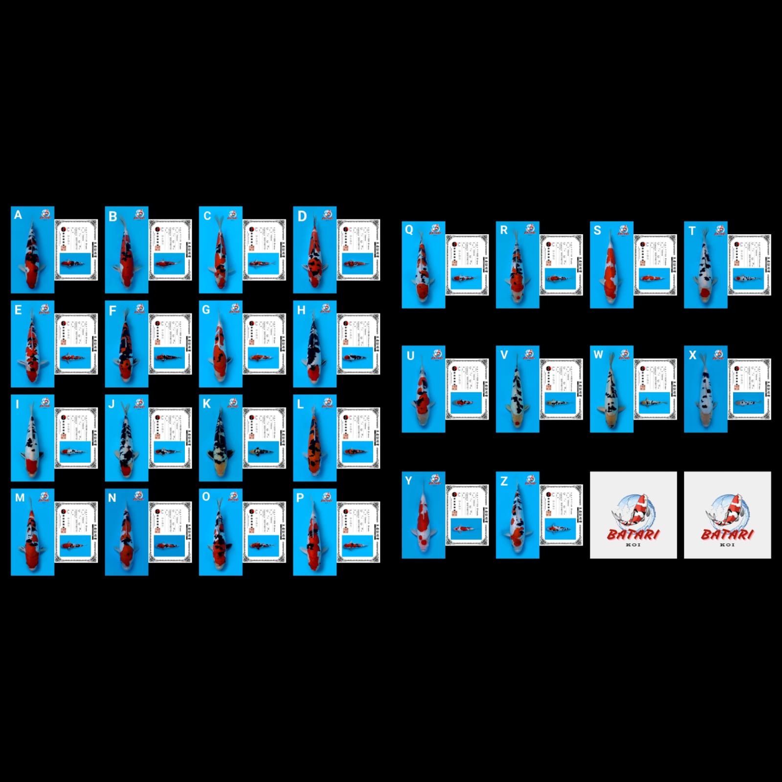 Lelang Koi Online, Jual Beli Ikan Koi, Pasar Koi Terbaik, Agen Lelang Koi, Penawaran Koi Berkualitas, Harga Jual Koi, Lelang Ikan Koi Import, Beli Koi Online, Jual Koi Murah, Koi Showroom, Penjual Koi Terpercaya, Lelang Koi Jakarta, Jual Koi Lokal, Koi Kualitas Unggul, Harga Terbaik Koi, Jual Koi Indukan, Lelang Ikan Hias Koi, Pasar Koi Indonesia, Beli Koi Berkualitas Tinggi, Koi Farm Terbesar, Jual Beli Koi Impor, Lelang Ikan Koi Kualitas Premium, Daftar Harga Koi Terbaru, Pusat Jual Beli Koi, Info Lelang Koi Hari Ini.