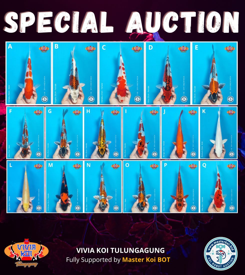 Lelang Koi Online, Jual Beli Ikan Koi, Pasar Koi Terbaik, Agen Lelang Koi, Penawaran Koi Berkualitas, Harga Jual Koi, Lelang Ikan Koi Import, Beli Koi Online, Jual Koi Murah, Koi Showroom, Penjual Koi Terpercaya, Lelang Koi Jakarta, Jual Koi Lokal, Koi Kualitas Unggul, Harga Terbaik Koi, Jual Koi Indukan, Lelang Ikan Hias Koi, Pasar Koi Indonesia, Beli Koi Berkualitas Tinggi, Koi Farm Terbesar, Jual Beli Koi Impor, Lelang Ikan Koi Kualitas Premium, Daftar Harga Koi Terbaru, Pusat Jual Beli Koi, Info Lelang Koi Hari Ini.