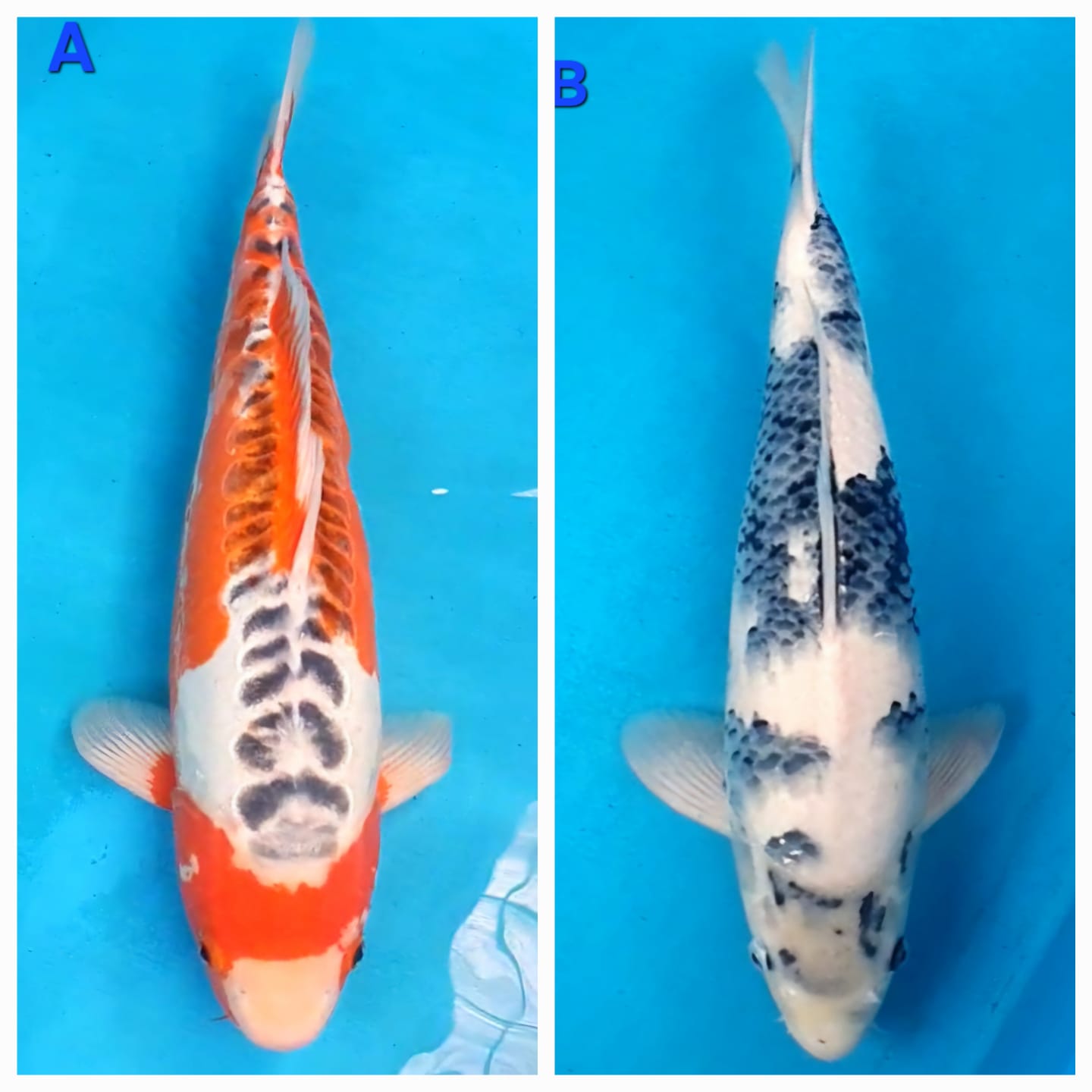 Lelang Koi Online, Jual Beli Ikan Koi, Pasar Koi Terbaik, Agen Lelang Koi, Penawaran Koi Berkualitas, Harga Jual Koi, Lelang Ikan Koi Import, Beli Koi Online, Jual Koi Murah, Koi Showroom, Penjual Koi Terpercaya, Lelang Koi Jakarta, Jual Koi Lokal, Koi Kualitas Unggul, Harga Terbaik Koi, Jual Koi Indukan, Lelang Ikan Hias Koi, Pasar Koi Indonesia, Beli Koi Berkualitas Tinggi, Koi Farm Terbesar, Jual Beli Koi Impor, Lelang Ikan Koi Kualitas Premium, Daftar Harga Koi Terbaru, Pusat Jual Beli Koi, Info Lelang Koi Hari Ini.