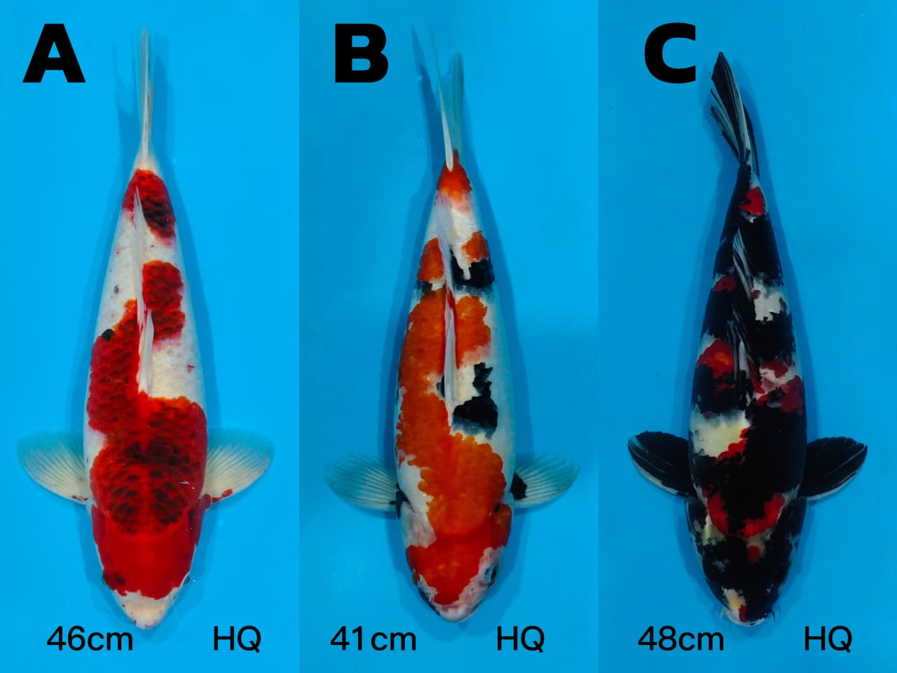 Lelang Koi Online, Jual Beli Ikan Koi, Pasar Koi Terbaik, Agen Lelang Koi, Penawaran Koi Berkualitas, Harga Jual Koi, Lelang Ikan Koi Import, Beli Koi Online, Jual Koi Murah, Koi Showroom, Penjual Koi Terpercaya, Lelang Koi Jakarta, Jual Koi Lokal, Koi Kualitas Unggul, Harga Terbaik Koi, Jual Koi Indukan, Lelang Ikan Hias Koi, Pasar Koi Indonesia, Beli Koi Berkualitas Tinggi, Koi Farm Terbesar, Jual Beli Koi Impor, Lelang Ikan Koi Kualitas Premium, Daftar Harga Koi Terbaru, Pusat Jual Beli Koi, Info Lelang Koi Hari Ini.