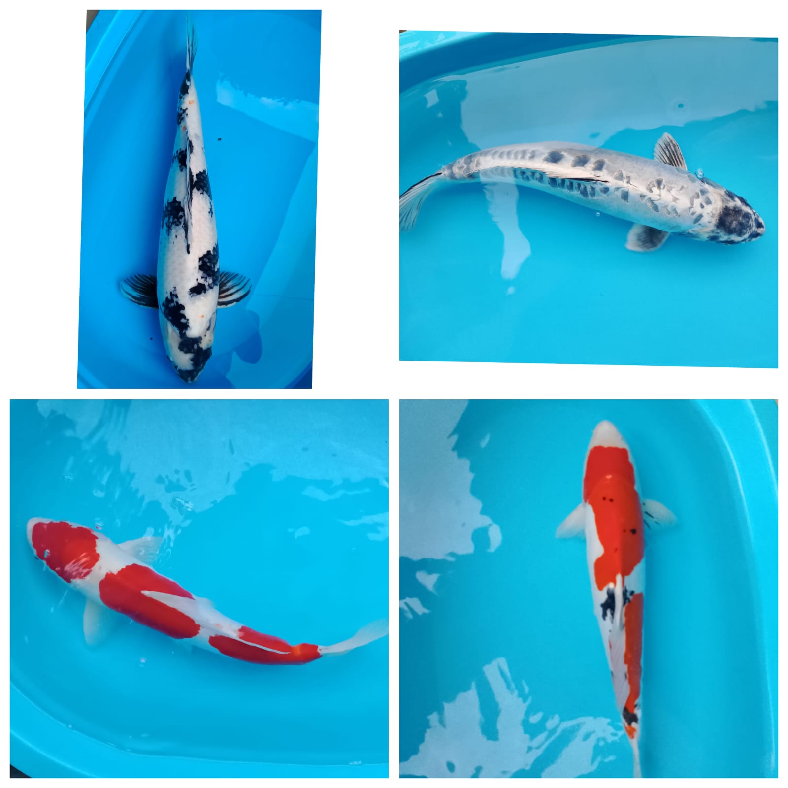 Lelang Koi Online, Jual Beli Ikan Koi, Pasar Koi Terbaik, Agen Lelang Koi, Penawaran Koi Berkualitas, Harga Jual Koi, Lelang Ikan Koi Import, Beli Koi Online, Jual Koi Murah, Koi Showroom, Penjual Koi Terpercaya, Lelang Koi Jakarta, Jual Koi Lokal, Koi Kualitas Unggul, Harga Terbaik Koi, Jual Koi Indukan, Lelang Ikan Hias Koi, Pasar Koi Indonesia, Beli Koi Berkualitas Tinggi, Koi Farm Terbesar, Jual Beli Koi Impor, Lelang Ikan Koi Kualitas Premium, Daftar Harga Koi Terbaru, Pusat Jual Beli Koi, Info Lelang Koi Hari Ini.