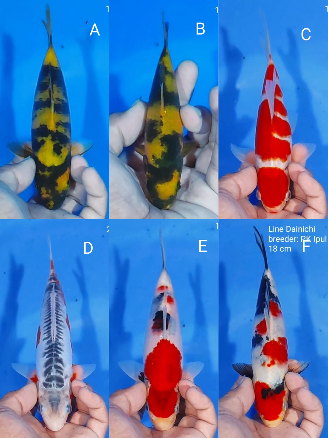 Lelang Koi Online, Jual Beli Ikan Koi, Pasar Koi Terbaik, Agen Lelang Koi, Penawaran Koi Berkualitas, Harga Jual Koi, Lelang Ikan Koi Import, Beli Koi Online, Jual Koi Murah, Koi Showroom, Penjual Koi Terpercaya, Lelang Koi Jakarta, Jual Koi Lokal, Koi Kualitas Unggul, Harga Terbaik Koi, Jual Koi Indukan, Lelang Ikan Hias Koi, Pasar Koi Indonesia, Beli Koi Berkualitas Tinggi, Koi Farm Terbesar, Jual Beli Koi Impor, Lelang Ikan Koi Kualitas Premium, Daftar Harga Koi Terbaru, Pusat Jual Beli Koi, Info Lelang Koi Hari Ini.