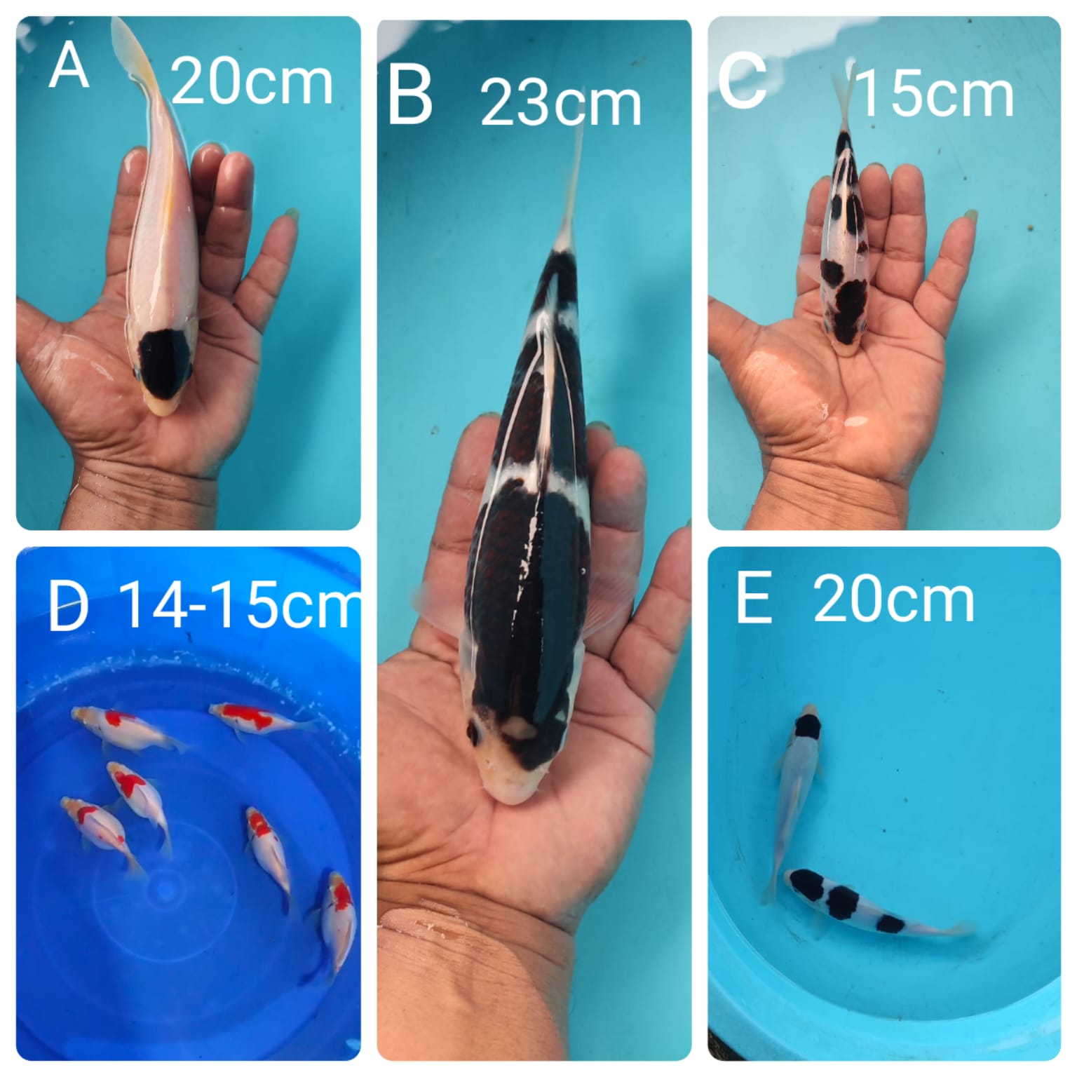 Lelang Koi Online, Jual Beli Ikan Koi, Pasar Koi Terbaik, Agen Lelang Koi, Penawaran Koi Berkualitas, Harga Jual Koi, Lelang Ikan Koi Import, Beli Koi Online, Jual Koi Murah, Koi Showroom, Penjual Koi Terpercaya, Lelang Koi Jakarta, Jual Koi Lokal, Koi Kualitas Unggul, Harga Terbaik Koi, Jual Koi Indukan, Lelang Ikan Hias Koi, Pasar Koi Indonesia, Beli Koi Berkualitas Tinggi, Koi Farm Terbesar, Jual Beli Koi Impor, Lelang Ikan Koi Kualitas Premium, Daftar Harga Koi Terbaru, Pusat Jual Beli Koi, Info Lelang Koi Hari Ini.