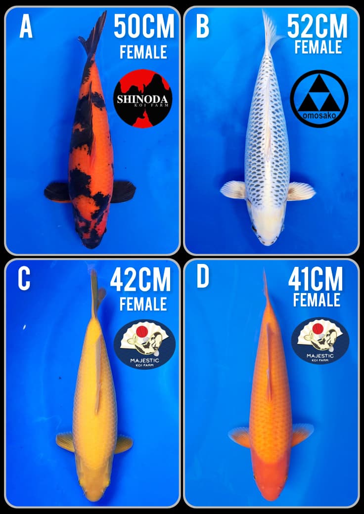 Lelang Koi Online, Jual Beli Ikan Koi, Pasar Koi Terbaik, Agen Lelang Koi, Penawaran Koi Berkualitas, Harga Jual Koi, Lelang Ikan Koi Import, Beli Koi Online, Jual Koi Murah, Koi Showroom, Penjual Koi Terpercaya, Lelang Koi Jakarta, Jual Koi Lokal, Koi Kualitas Unggul, Harga Terbaik Koi, Jual Koi Indukan, Lelang Ikan Hias Koi, Pasar Koi Indonesia, Beli Koi Berkualitas Tinggi, Koi Farm Terbesar, Jual Beli Koi Impor, Lelang Ikan Koi Kualitas Premium, Daftar Harga Koi Terbaru, Pusat Jual Beli Koi, Info Lelang Koi Hari Ini.