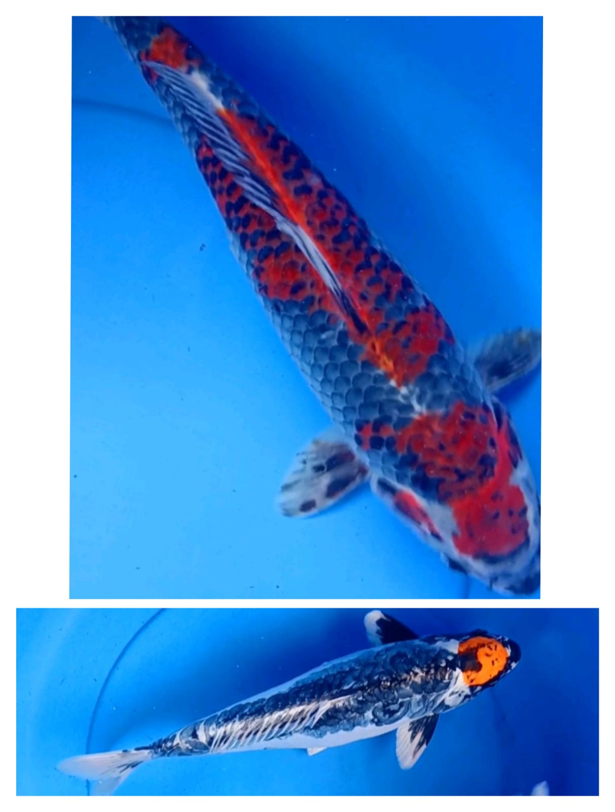 Lelang Koi Online, Jual Beli Ikan Koi, Pasar Koi Terbaik, Agen Lelang Koi, Penawaran Koi Berkualitas, Harga Jual Koi, Lelang Ikan Koi Import, Beli Koi Online, Jual Koi Murah, Koi Showroom, Penjual Koi Terpercaya, Lelang Koi Jakarta, Jual Koi Lokal, Koi Kualitas Unggul, Harga Terbaik Koi, Jual Koi Indukan, Lelang Ikan Hias Koi, Pasar Koi Indonesia, Beli Koi Berkualitas Tinggi, Koi Farm Terbesar, Jual Beli Koi Impor, Lelang Ikan Koi Kualitas Premium, Daftar Harga Koi Terbaru, Pusat Jual Beli Koi, Info Lelang Koi Hari Ini.