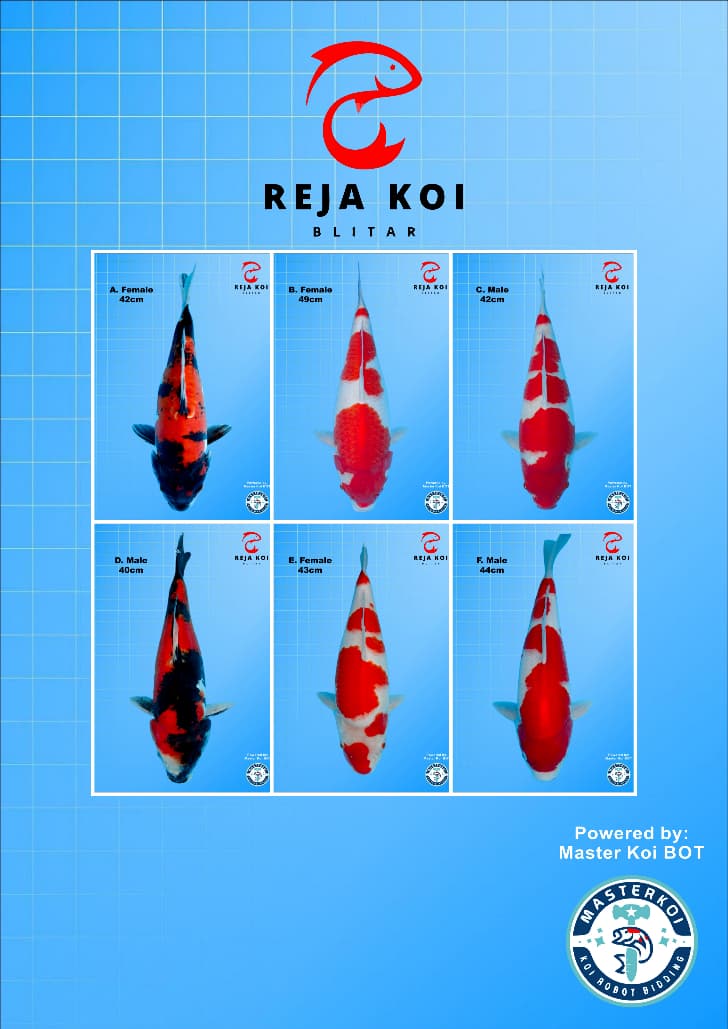 Lelang Koi Online, Jual Beli Ikan Koi, Pasar Koi Terbaik, Agen Lelang Koi, Penawaran Koi Berkualitas, Harga Jual Koi, Lelang Ikan Koi Import, Beli Koi Online, Jual Koi Murah, Koi Showroom, Penjual Koi Terpercaya, Lelang Koi Jakarta, Jual Koi Lokal, Koi Kualitas Unggul, Harga Terbaik Koi, Jual Koi Indukan, Lelang Ikan Hias Koi, Pasar Koi Indonesia, Beli Koi Berkualitas Tinggi, Koi Farm Terbesar, Jual Beli Koi Impor, Lelang Ikan Koi Kualitas Premium, Daftar Harga Koi Terbaru, Pusat Jual Beli Koi, Info Lelang Koi Hari Ini.