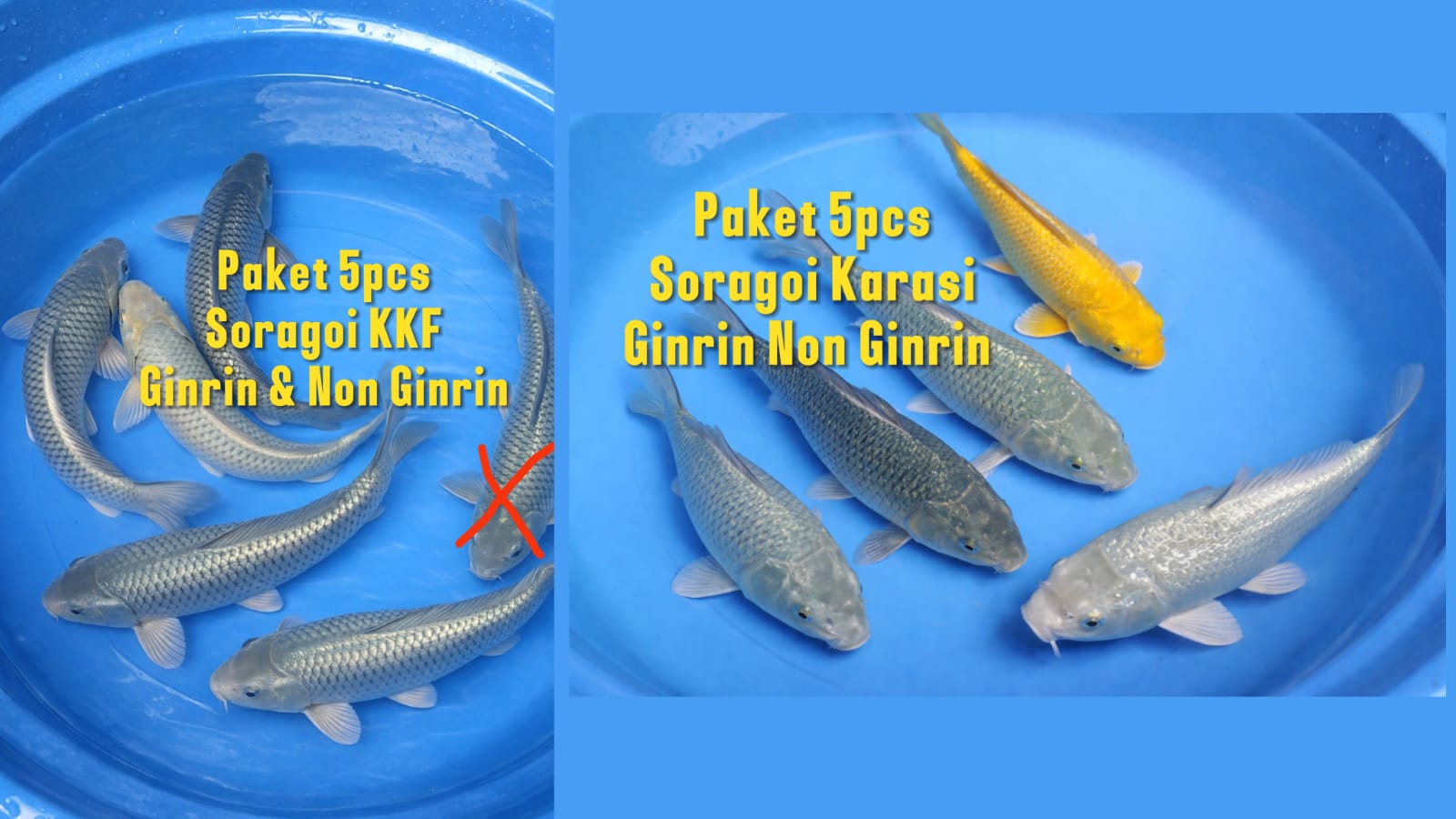 Lelang Koi Online, Jual Beli Ikan Koi, Pasar Koi Terbaik, Agen Lelang Koi, Penawaran Koi Berkualitas, Harga Jual Koi, Lelang Ikan Koi Import, Beli Koi Online, Jual Koi Murah, Koi Showroom, Penjual Koi Terpercaya, Lelang Koi Jakarta, Jual Koi Lokal, Koi Kualitas Unggul, Harga Terbaik Koi, Jual Koi Indukan, Lelang Ikan Hias Koi, Pasar Koi Indonesia, Beli Koi Berkualitas Tinggi, Koi Farm Terbesar, Jual Beli Koi Impor, Lelang Ikan Koi Kualitas Premium, Daftar Harga Koi Terbaru, Pusat Jual Beli Koi, Info Lelang Koi Hari Ini.