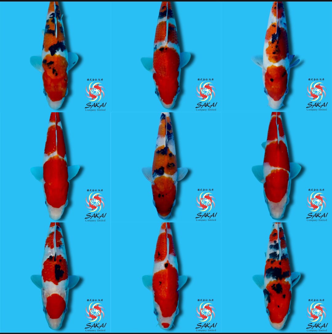 Lelang Koi Online, Jual Beli Ikan Koi, Pasar Koi Terbaik, Agen Lelang Koi, Penawaran Koi Berkualitas, Harga Jual Koi, Lelang Ikan Koi Import, Beli Koi Online, Jual Koi Murah, Koi Showroom, Penjual Koi Terpercaya, Lelang Koi Jakarta, Jual Koi Lokal, Koi Kualitas Unggul, Harga Terbaik Koi, Jual Koi Indukan, Lelang Ikan Hias Koi, Pasar Koi Indonesia, Beli Koi Berkualitas Tinggi, Koi Farm Terbesar, Jual Beli Koi Impor, Lelang Ikan Koi Kualitas Premium, Daftar Harga Koi Terbaru, Pusat Jual Beli Koi, Info Lelang Koi Hari Ini.