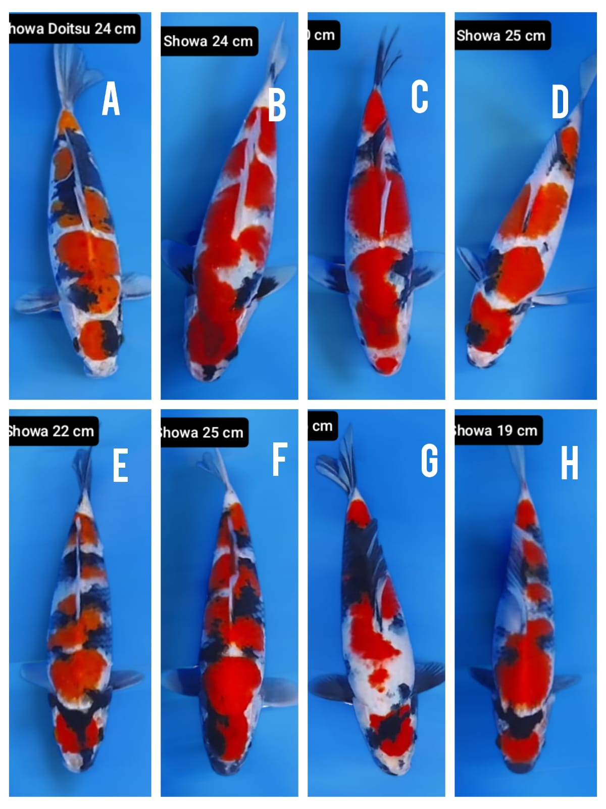 Lelang Koi Online, Jual Beli Ikan Koi, Pasar Koi Terbaik, Agen Lelang Koi, Penawaran Koi Berkualitas, Harga Jual Koi, Lelang Ikan Koi Import, Beli Koi Online, Jual Koi Murah, Koi Showroom, Penjual Koi Terpercaya, Lelang Koi Jakarta, Jual Koi Lokal, Koi Kualitas Unggul, Harga Terbaik Koi, Jual Koi Indukan, Lelang Ikan Hias Koi, Pasar Koi Indonesia, Beli Koi Berkualitas Tinggi, Koi Farm Terbesar, Jual Beli Koi Impor, Lelang Ikan Koi Kualitas Premium, Daftar Harga Koi Terbaru, Pusat Jual Beli Koi, Info Lelang Koi Hari Ini.