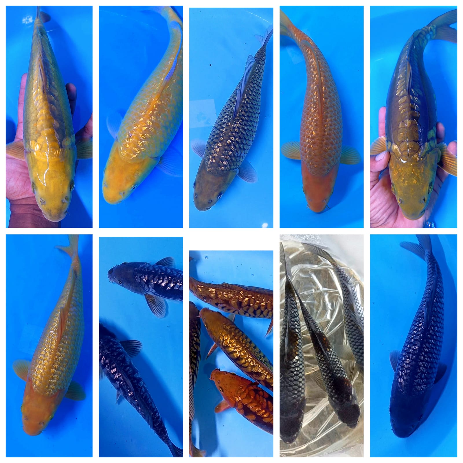 Lelang Koi Online, Jual Beli Ikan Koi, Pasar Koi Terbaik, Agen Lelang Koi, Penawaran Koi Berkualitas, Harga Jual Koi, Lelang Ikan Koi Import, Beli Koi Online, Jual Koi Murah, Koi Showroom, Penjual Koi Terpercaya, Lelang Koi Jakarta, Jual Koi Lokal, Koi Kualitas Unggul, Harga Terbaik Koi, Jual Koi Indukan, Lelang Ikan Hias Koi, Pasar Koi Indonesia, Beli Koi Berkualitas Tinggi, Koi Farm Terbesar, Jual Beli Koi Impor, Lelang Ikan Koi Kualitas Premium, Daftar Harga Koi Terbaru, Pusat Jual Beli Koi, Info Lelang Koi Hari Ini.