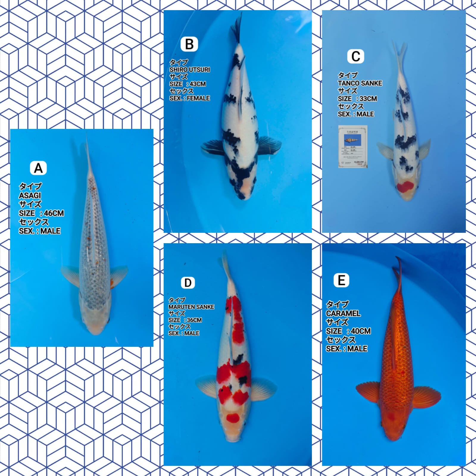 Lelang Koi Online, Jual Beli Ikan Koi, Pasar Koi Terbaik, Agen Lelang Koi, Penawaran Koi Berkualitas, Harga Jual Koi, Lelang Ikan Koi Import, Beli Koi Online, Jual Koi Murah, Koi Showroom, Penjual Koi Terpercaya, Lelang Koi Jakarta, Jual Koi Lokal, Koi Kualitas Unggul, Harga Terbaik Koi, Jual Koi Indukan, Lelang Ikan Hias Koi, Pasar Koi Indonesia, Beli Koi Berkualitas Tinggi, Koi Farm Terbesar, Jual Beli Koi Impor, Lelang Ikan Koi Kualitas Premium, Daftar Harga Koi Terbaru, Pusat Jual Beli Koi, Info Lelang Koi Hari Ini.