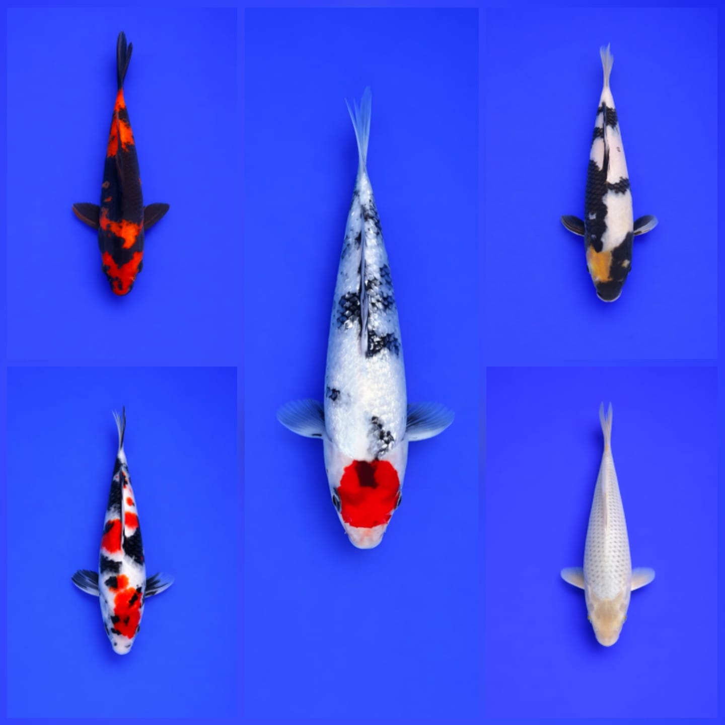 Lelang Koi Online, Jual Beli Ikan Koi, Pasar Koi Terbaik, Agen Lelang Koi, Penawaran Koi Berkualitas, Harga Jual Koi, Lelang Ikan Koi Import, Beli Koi Online, Jual Koi Murah, Koi Showroom, Penjual Koi Terpercaya, Lelang Koi Jakarta, Jual Koi Lokal, Koi Kualitas Unggul, Harga Terbaik Koi, Jual Koi Indukan, Lelang Ikan Hias Koi, Pasar Koi Indonesia, Beli Koi Berkualitas Tinggi, Koi Farm Terbesar, Jual Beli Koi Impor, Lelang Ikan Koi Kualitas Premium, Daftar Harga Koi Terbaru, Pusat Jual Beli Koi, Info Lelang Koi Hari Ini.