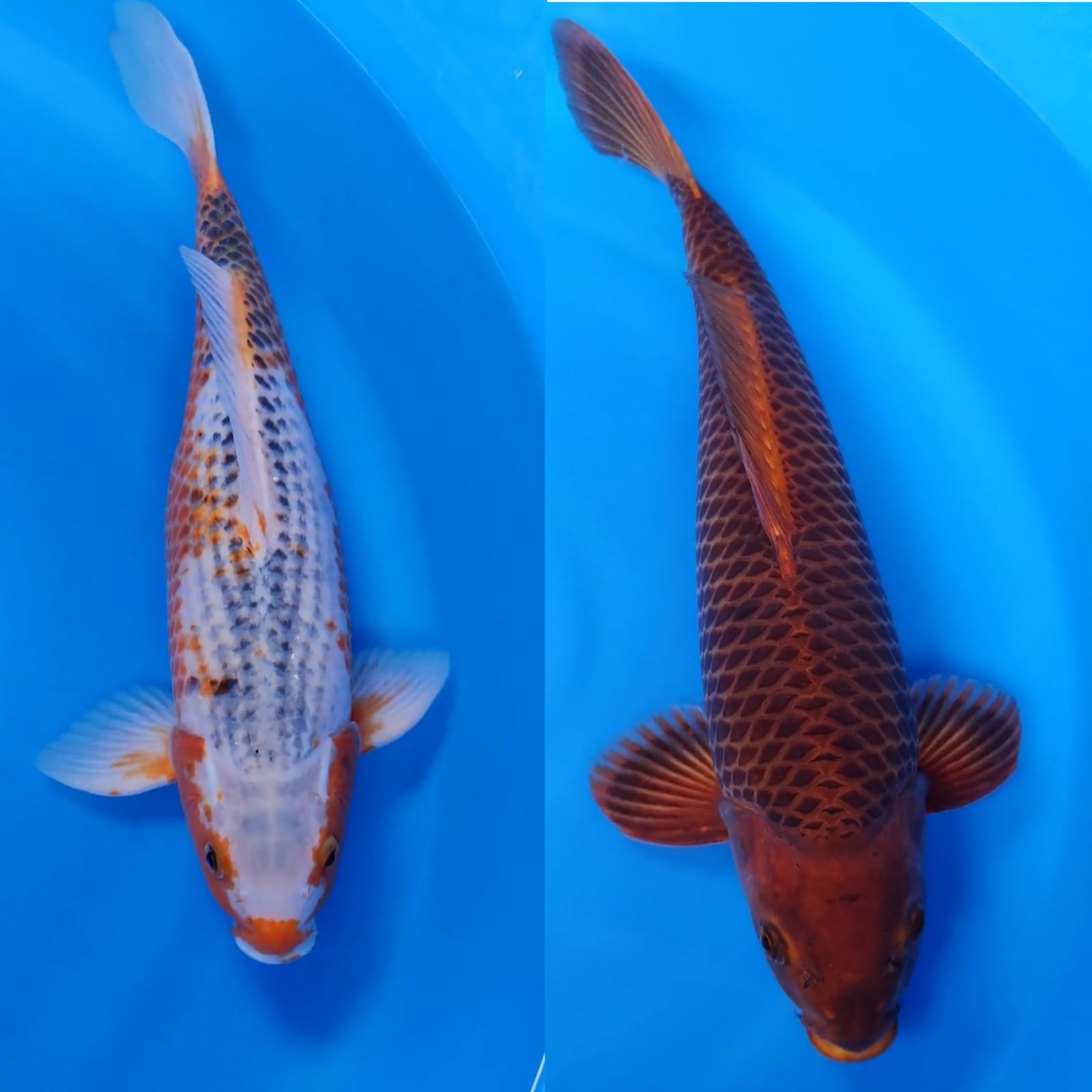 Lelang Koi Online, Jual Beli Ikan Koi, Pasar Koi Terbaik, Agen Lelang Koi, Penawaran Koi Berkualitas, Harga Jual Koi, Lelang Ikan Koi Import, Beli Koi Online, Jual Koi Murah, Koi Showroom, Penjual Koi Terpercaya, Lelang Koi Jakarta, Jual Koi Lokal, Koi Kualitas Unggul, Harga Terbaik Koi, Jual Koi Indukan, Lelang Ikan Hias Koi, Pasar Koi Indonesia, Beli Koi Berkualitas Tinggi, Koi Farm Terbesar, Jual Beli Koi Impor, Lelang Ikan Koi Kualitas Premium, Daftar Harga Koi Terbaru, Pusat Jual Beli Koi, Info Lelang Koi Hari Ini.
