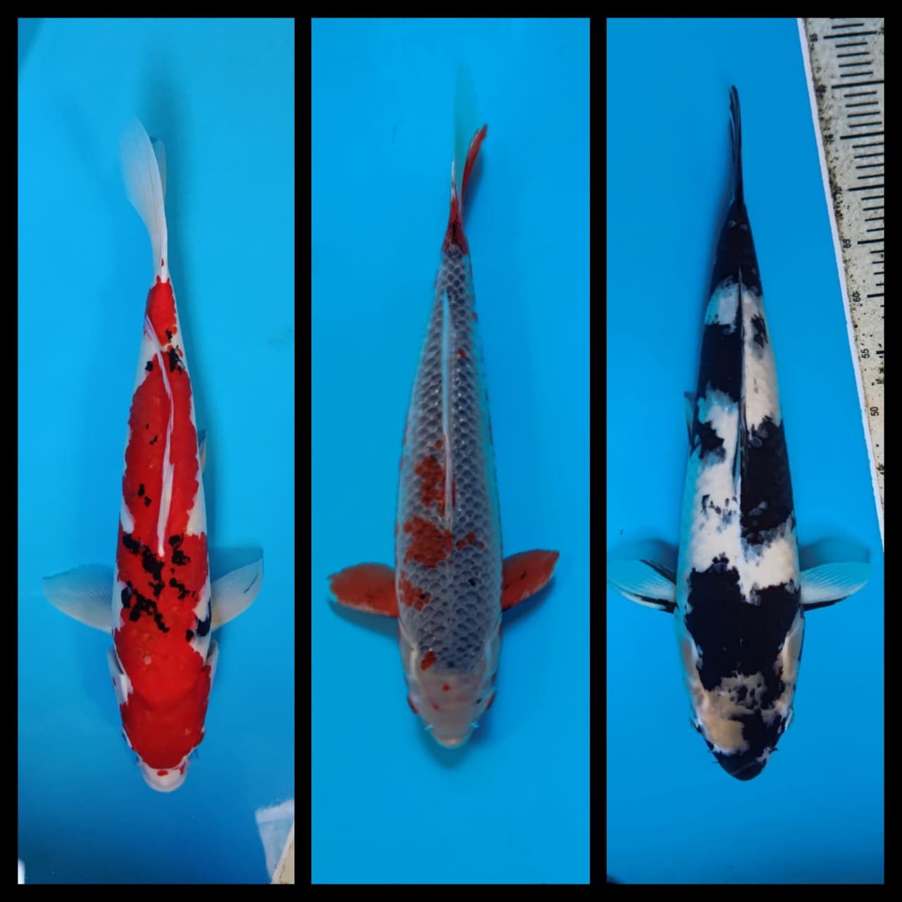 Lelang Koi Online, Jual Beli Ikan Koi, Pasar Koi Terbaik, Agen Lelang Koi, Penawaran Koi Berkualitas, Harga Jual Koi, Lelang Ikan Koi Import, Beli Koi Online, Jual Koi Murah, Koi Showroom, Penjual Koi Terpercaya, Lelang Koi Jakarta, Jual Koi Lokal, Koi Kualitas Unggul, Harga Terbaik Koi, Jual Koi Indukan, Lelang Ikan Hias Koi, Pasar Koi Indonesia, Beli Koi Berkualitas Tinggi, Koi Farm Terbesar, Jual Beli Koi Impor, Lelang Ikan Koi Kualitas Premium, Daftar Harga Koi Terbaru, Pusat Jual Beli Koi, Info Lelang Koi Hari Ini.