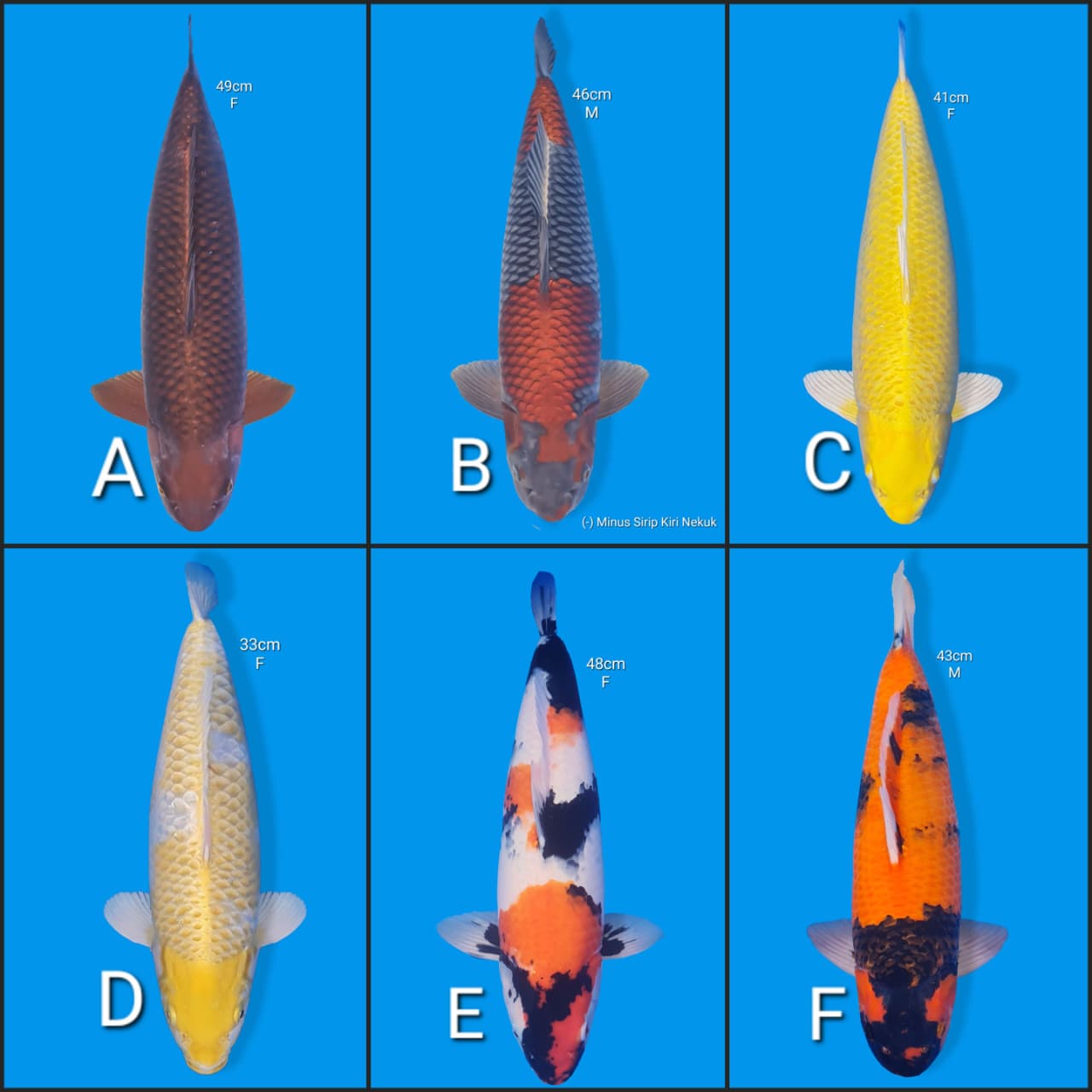 Lelang Koi Online, Jual Beli Ikan Koi, Pasar Koi Terbaik, Agen Lelang Koi, Penawaran Koi Berkualitas, Harga Jual Koi, Lelang Ikan Koi Import, Beli Koi Online, Jual Koi Murah, Koi Showroom, Penjual Koi Terpercaya, Lelang Koi Jakarta, Jual Koi Lokal, Koi Kualitas Unggul, Harga Terbaik Koi, Jual Koi Indukan, Lelang Ikan Hias Koi, Pasar Koi Indonesia, Beli Koi Berkualitas Tinggi, Koi Farm Terbesar, Jual Beli Koi Impor, Lelang Ikan Koi Kualitas Premium, Daftar Harga Koi Terbaru, Pusat Jual Beli Koi, Info Lelang Koi Hari Ini.