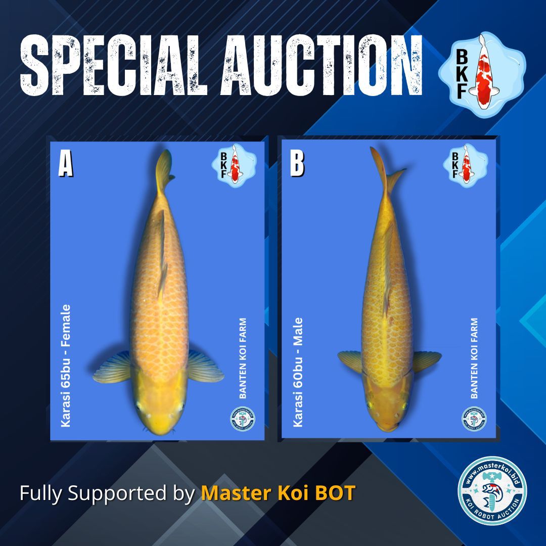 Lelang Koi Online, Jual Beli Ikan Koi, Pasar Koi Terbaik, Agen Lelang Koi, Penawaran Koi Berkualitas, Harga Jual Koi, Lelang Ikan Koi Import, Beli Koi Online, Jual Koi Murah, Koi Showroom, Penjual Koi Terpercaya, Lelang Koi Jakarta, Jual Koi Lokal, Koi Kualitas Unggul, Harga Terbaik Koi, Jual Koi Indukan, Lelang Ikan Hias Koi, Pasar Koi Indonesia, Beli Koi Berkualitas Tinggi, Koi Farm Terbesar, Jual Beli Koi Impor, Lelang Ikan Koi Kualitas Premium, Daftar Harga Koi Terbaru, Pusat Jual Beli Koi, Info Lelang Koi Hari Ini.