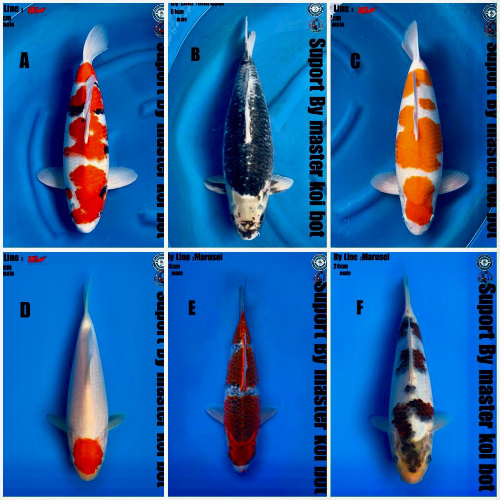 Lelang Koi Online, Jual Beli Ikan Koi, Pasar Koi Terbaik, Agen Lelang Koi, Penawaran Koi Berkualitas, Harga Jual Koi, Lelang Ikan Koi Import, Beli Koi Online, Jual Koi Murah, Koi Showroom, Penjual Koi Terpercaya, Lelang Koi Jakarta, Jual Koi Lokal, Koi Kualitas Unggul, Harga Terbaik Koi, Jual Koi Indukan, Lelang Ikan Hias Koi, Pasar Koi Indonesia, Beli Koi Berkualitas Tinggi, Koi Farm Terbesar, Jual Beli Koi Impor, Lelang Ikan Koi Kualitas Premium, Daftar Harga Koi Terbaru, Pusat Jual Beli Koi, Info Lelang Koi Hari Ini.