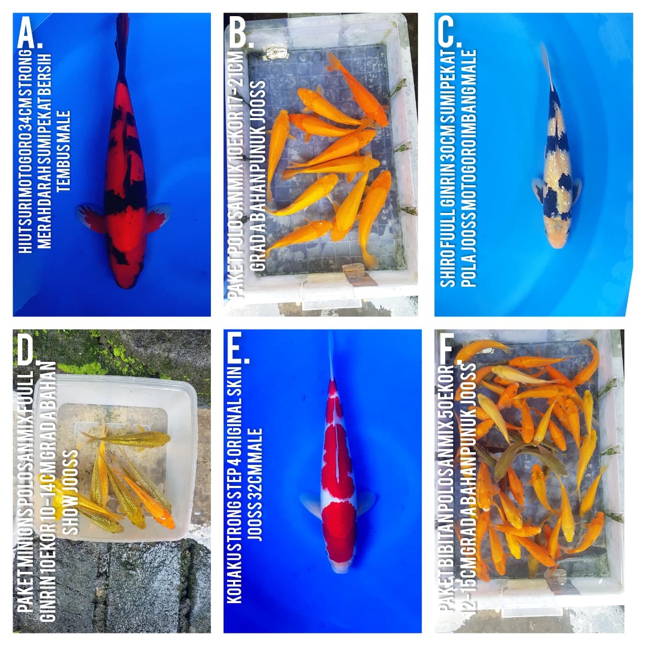 Lelang Koi Online, Jual Beli Ikan Koi, Pasar Koi Terbaik, Agen Lelang Koi, Penawaran Koi Berkualitas, Harga Jual Koi, Lelang Ikan Koi Import, Beli Koi Online, Jual Koi Murah, Koi Showroom, Penjual Koi Terpercaya, Lelang Koi Jakarta, Jual Koi Lokal, Koi Kualitas Unggul, Harga Terbaik Koi, Jual Koi Indukan, Lelang Ikan Hias Koi, Pasar Koi Indonesia, Beli Koi Berkualitas Tinggi, Koi Farm Terbesar, Jual Beli Koi Impor, Lelang Ikan Koi Kualitas Premium, Daftar Harga Koi Terbaru, Pusat Jual Beli Koi, Info Lelang Koi Hari Ini.