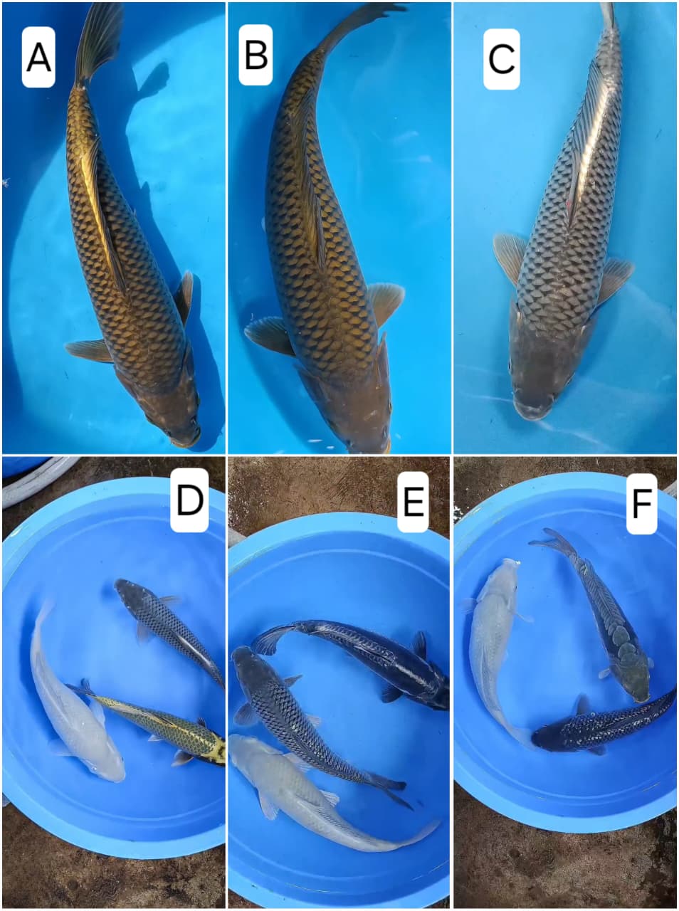 Lelang Koi Online, Jual Beli Ikan Koi, Pasar Koi Terbaik, Agen Lelang Koi, Penawaran Koi Berkualitas, Harga Jual Koi, Lelang Ikan Koi Import, Beli Koi Online, Jual Koi Murah, Koi Showroom, Penjual Koi Terpercaya, Lelang Koi Jakarta, Jual Koi Lokal, Koi Kualitas Unggul, Harga Terbaik Koi, Jual Koi Indukan, Lelang Ikan Hias Koi, Pasar Koi Indonesia, Beli Koi Berkualitas Tinggi, Koi Farm Terbesar, Jual Beli Koi Impor, Lelang Ikan Koi Kualitas Premium, Daftar Harga Koi Terbaru, Pusat Jual Beli Koi, Info Lelang Koi Hari Ini.