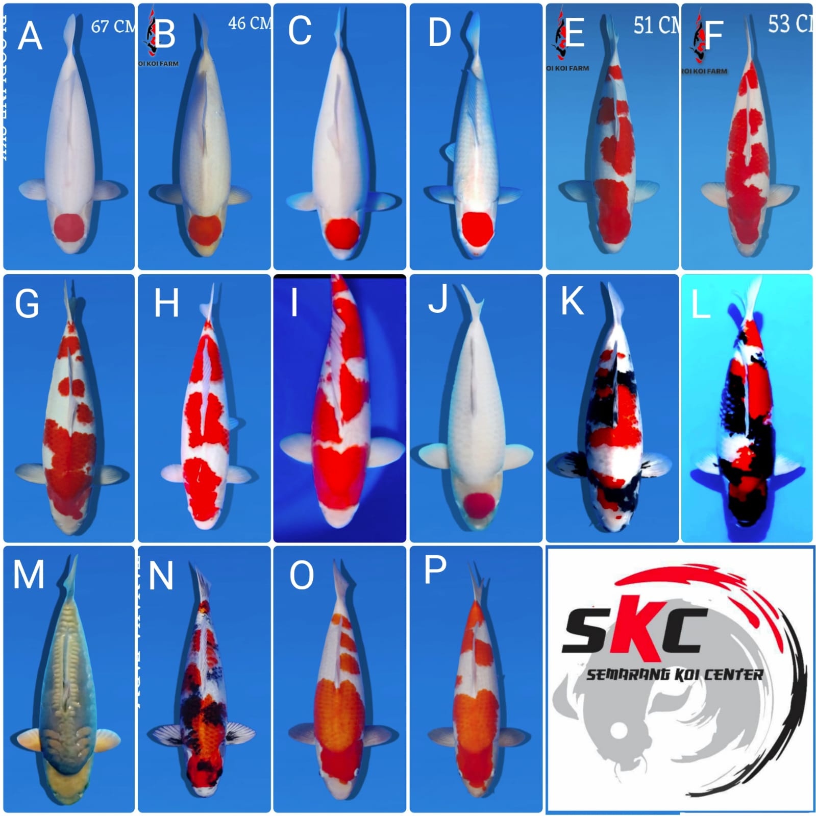 Lelang Koi Online, Jual Beli Ikan Koi, Pasar Koi Terbaik, Agen Lelang Koi, Penawaran Koi Berkualitas, Harga Jual Koi, Lelang Ikan Koi Import, Beli Koi Online, Jual Koi Murah, Koi Showroom, Penjual Koi Terpercaya, Lelang Koi Jakarta, Jual Koi Lokal, Koi Kualitas Unggul, Harga Terbaik Koi, Jual Koi Indukan, Lelang Ikan Hias Koi, Pasar Koi Indonesia, Beli Koi Berkualitas Tinggi, Koi Farm Terbesar, Jual Beli Koi Impor, Lelang Ikan Koi Kualitas Premium, Daftar Harga Koi Terbaru, Pusat Jual Beli Koi, Info Lelang Koi Hari Ini.