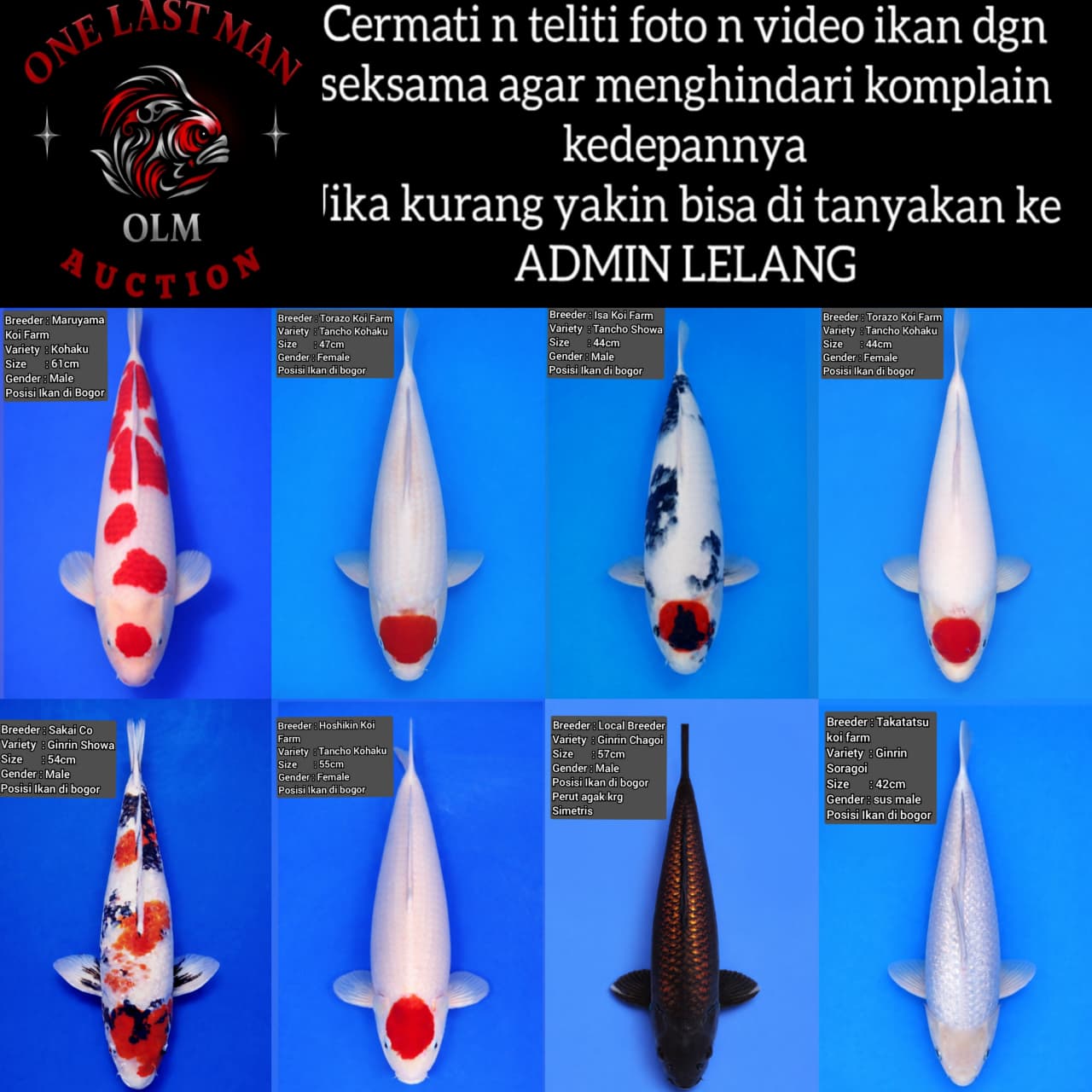 Lelang Koi Online, Jual Beli Ikan Koi, Pasar Koi Terbaik, Agen Lelang Koi, Penawaran Koi Berkualitas, Harga Jual Koi, Lelang Ikan Koi Import, Beli Koi Online, Jual Koi Murah, Koi Showroom, Penjual Koi Terpercaya, Lelang Koi Jakarta, Jual Koi Lokal, Koi Kualitas Unggul, Harga Terbaik Koi, Jual Koi Indukan, Lelang Ikan Hias Koi, Pasar Koi Indonesia, Beli Koi Berkualitas Tinggi, Koi Farm Terbesar, Jual Beli Koi Impor, Lelang Ikan Koi Kualitas Premium, Daftar Harga Koi Terbaru, Pusat Jual Beli Koi, Info Lelang Koi Hari Ini.