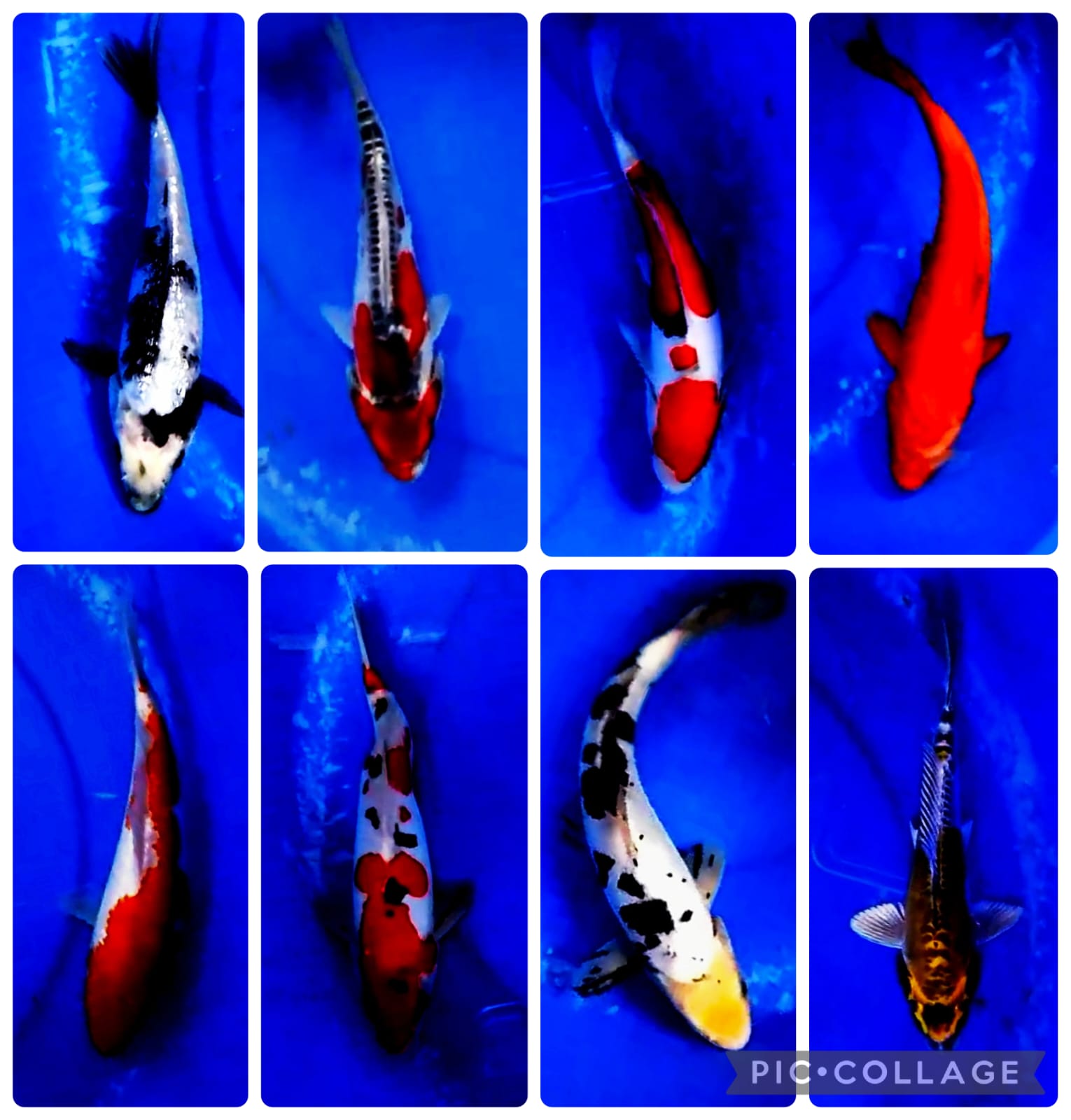 Lelang Koi Online, Jual Beli Ikan Koi, Pasar Koi Terbaik, Agen Lelang Koi, Penawaran Koi Berkualitas, Harga Jual Koi, Lelang Ikan Koi Import, Beli Koi Online, Jual Koi Murah, Koi Showroom, Penjual Koi Terpercaya, Lelang Koi Jakarta, Jual Koi Lokal, Koi Kualitas Unggul, Harga Terbaik Koi, Jual Koi Indukan, Lelang Ikan Hias Koi, Pasar Koi Indonesia, Beli Koi Berkualitas Tinggi, Koi Farm Terbesar, Jual Beli Koi Impor, Lelang Ikan Koi Kualitas Premium, Daftar Harga Koi Terbaru, Pusat Jual Beli Koi, Info Lelang Koi Hari Ini.