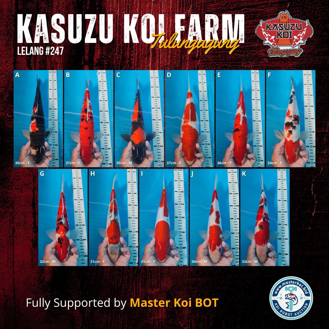 Lelang Koi Online, Jual Beli Ikan Koi, Pasar Koi Terbaik, Agen Lelang Koi, Penawaran Koi Berkualitas, Harga Jual Koi, Lelang Ikan Koi Import, Beli Koi Online, Jual Koi Murah, Koi Showroom, Penjual Koi Terpercaya, Lelang Koi Jakarta, Jual Koi Lokal, Koi Kualitas Unggul, Harga Terbaik Koi, Jual Koi Indukan, Lelang Ikan Hias Koi, Pasar Koi Indonesia, Beli Koi Berkualitas Tinggi, Koi Farm Terbesar, Jual Beli Koi Impor, Lelang Ikan Koi Kualitas Premium, Daftar Harga Koi Terbaru, Pusat Jual Beli Koi, Info Lelang Koi Hari Ini.