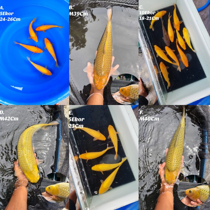 Lelang Koi Online, Jual Beli Ikan Koi, Pasar Koi Terbaik, Agen Lelang Koi, Penawaran Koi Berkualitas, Harga Jual Koi, Lelang Ikan Koi Import, Beli Koi Online, Jual Koi Murah, Koi Showroom, Penjual Koi Terpercaya, Lelang Koi Jakarta, Jual Koi Lokal, Koi Kualitas Unggul, Harga Terbaik Koi, Jual Koi Indukan, Lelang Ikan Hias Koi, Pasar Koi Indonesia, Beli Koi Berkualitas Tinggi, Koi Farm Terbesar, Jual Beli Koi Impor, Lelang Ikan Koi Kualitas Premium, Daftar Harga Koi Terbaru, Pusat Jual Beli Koi, Info Lelang Koi Hari Ini.