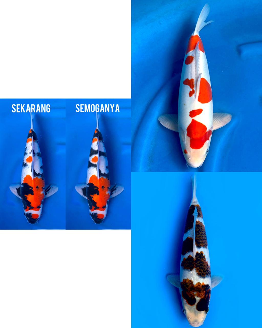 Lelang Koi Online, Jual Beli Ikan Koi, Pasar Koi Terbaik, Agen Lelang Koi, Penawaran Koi Berkualitas, Harga Jual Koi, Lelang Ikan Koi Import, Beli Koi Online, Jual Koi Murah, Koi Showroom, Penjual Koi Terpercaya, Lelang Koi Jakarta, Jual Koi Lokal, Koi Kualitas Unggul, Harga Terbaik Koi, Jual Koi Indukan, Lelang Ikan Hias Koi, Pasar Koi Indonesia, Beli Koi Berkualitas Tinggi, Koi Farm Terbesar, Jual Beli Koi Impor, Lelang Ikan Koi Kualitas Premium, Daftar Harga Koi Terbaru, Pusat Jual Beli Koi, Info Lelang Koi Hari Ini.