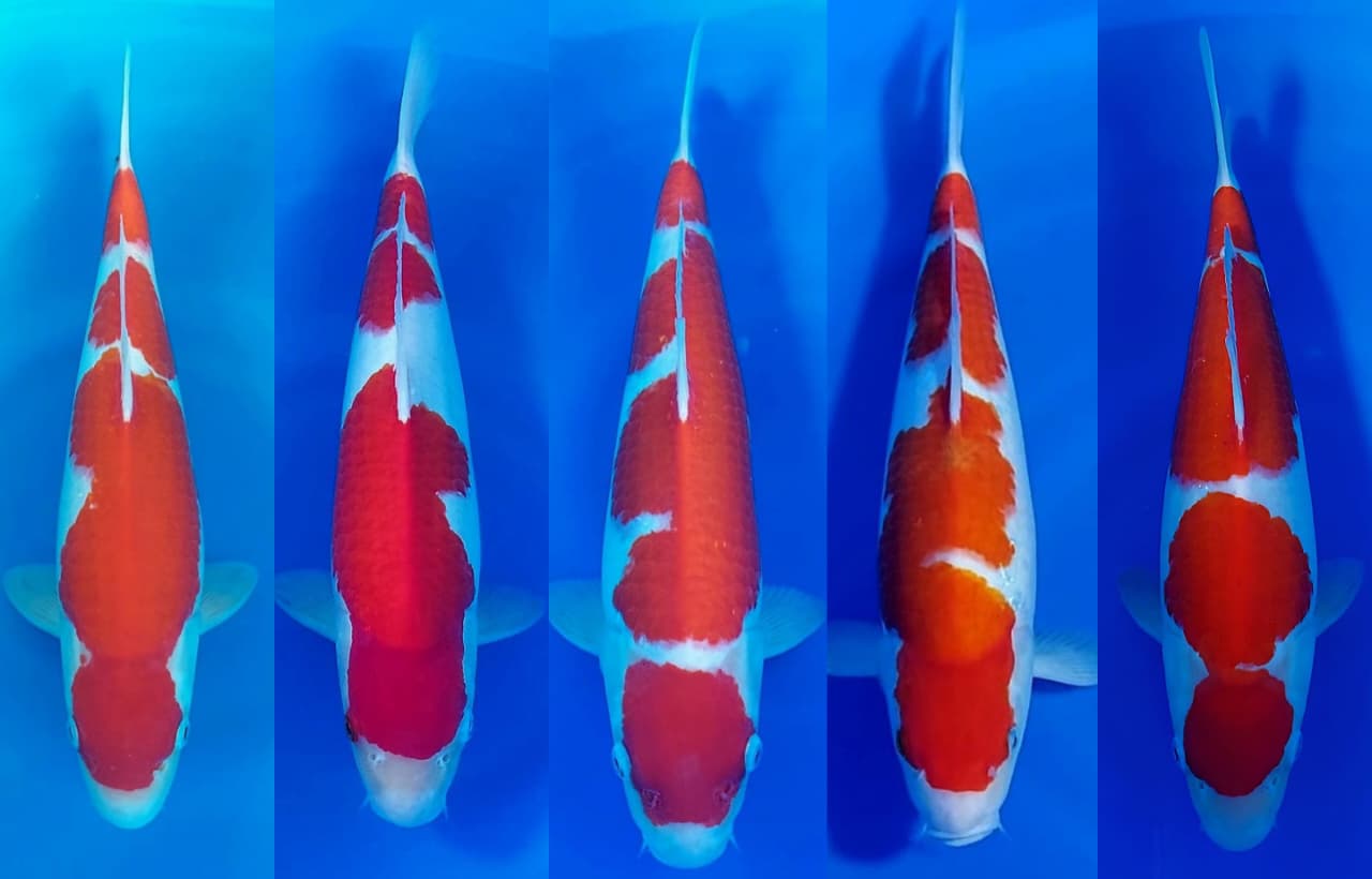 Lelang Koi Online, Jual Beli Ikan Koi, Pasar Koi Terbaik, Agen Lelang Koi, Penawaran Koi Berkualitas, Harga Jual Koi, Lelang Ikan Koi Import, Beli Koi Online, Jual Koi Murah, Koi Showroom, Penjual Koi Terpercaya, Lelang Koi Jakarta, Jual Koi Lokal, Koi Kualitas Unggul, Harga Terbaik Koi, Jual Koi Indukan, Lelang Ikan Hias Koi, Pasar Koi Indonesia, Beli Koi Berkualitas Tinggi, Koi Farm Terbesar, Jual Beli Koi Impor, Lelang Ikan Koi Kualitas Premium, Daftar Harga Koi Terbaru, Pusat Jual Beli Koi, Info Lelang Koi Hari Ini.
