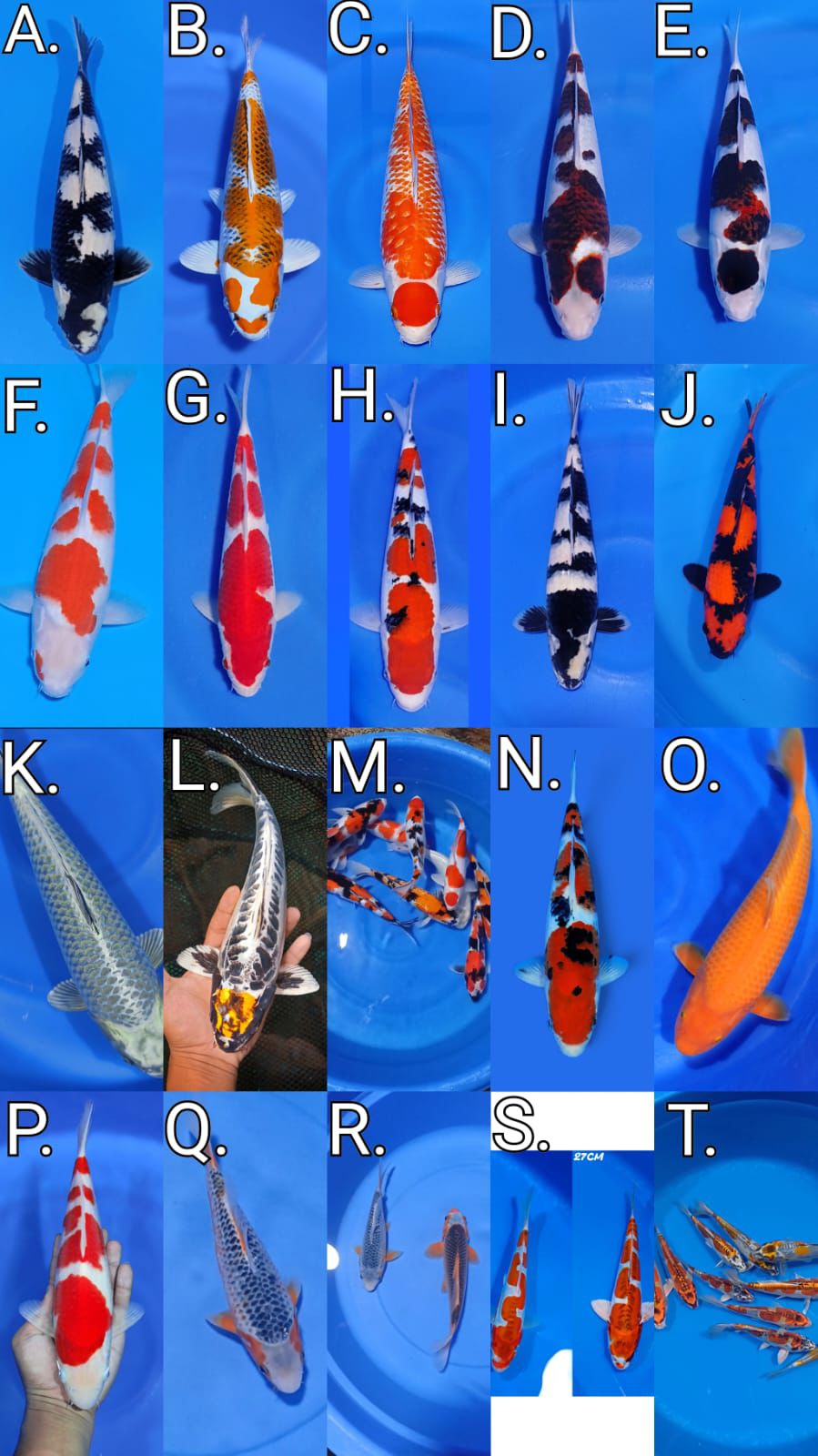 Lelang Koi Online, Jual Beli Ikan Koi, Pasar Koi Terbaik, Agen Lelang Koi, Penawaran Koi Berkualitas, Harga Jual Koi, Lelang Ikan Koi Import, Beli Koi Online, Jual Koi Murah, Koi Showroom, Penjual Koi Terpercaya, Lelang Koi Jakarta, Jual Koi Lokal, Koi Kualitas Unggul, Harga Terbaik Koi, Jual Koi Indukan, Lelang Ikan Hias Koi, Pasar Koi Indonesia, Beli Koi Berkualitas Tinggi, Koi Farm Terbesar, Jual Beli Koi Impor, Lelang Ikan Koi Kualitas Premium, Daftar Harga Koi Terbaru, Pusat Jual Beli Koi, Info Lelang Koi Hari Ini.