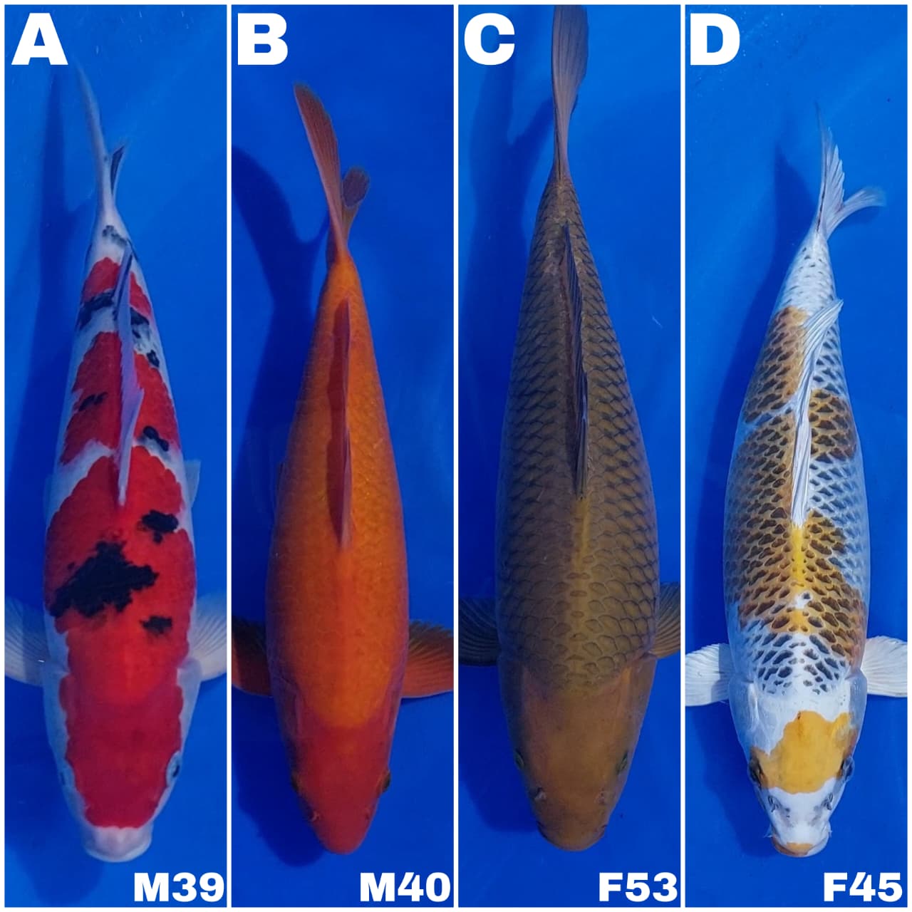 Lelang Koi Online, Jual Beli Ikan Koi, Pasar Koi Terbaik, Agen Lelang Koi, Penawaran Koi Berkualitas, Harga Jual Koi, Lelang Ikan Koi Import, Beli Koi Online, Jual Koi Murah, Koi Showroom, Penjual Koi Terpercaya, Lelang Koi Jakarta, Jual Koi Lokal, Koi Kualitas Unggul, Harga Terbaik Koi, Jual Koi Indukan, Lelang Ikan Hias Koi, Pasar Koi Indonesia, Beli Koi Berkualitas Tinggi, Koi Farm Terbesar, Jual Beli Koi Impor, Lelang Ikan Koi Kualitas Premium, Daftar Harga Koi Terbaru, Pusat Jual Beli Koi, Info Lelang Koi Hari Ini.