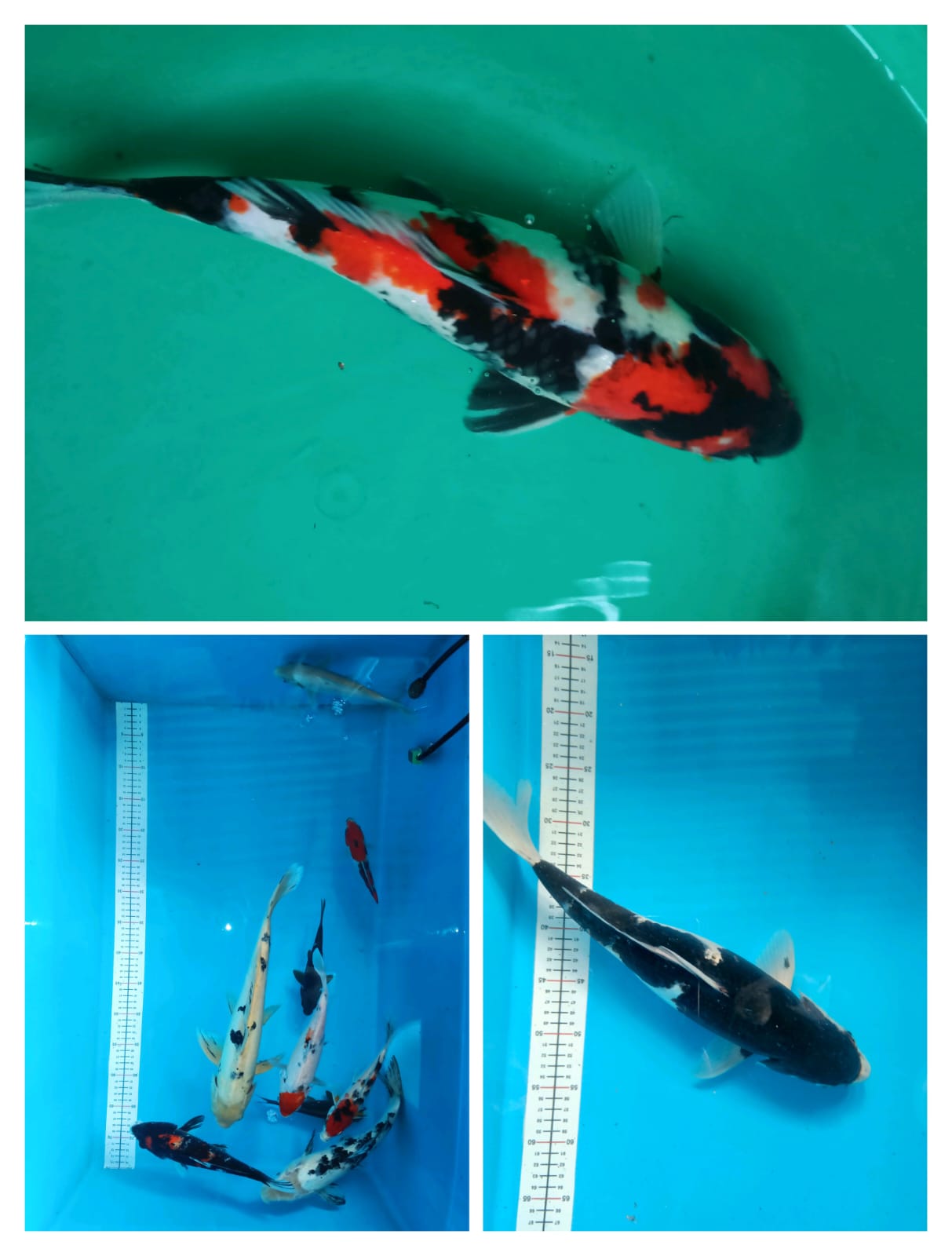 Lelang Koi Online, Jual Beli Ikan Koi, Pasar Koi Terbaik, Agen Lelang Koi, Penawaran Koi Berkualitas, Harga Jual Koi, Lelang Ikan Koi Import, Beli Koi Online, Jual Koi Murah, Koi Showroom, Penjual Koi Terpercaya, Lelang Koi Jakarta, Jual Koi Lokal, Koi Kualitas Unggul, Harga Terbaik Koi, Jual Koi Indukan, Lelang Ikan Hias Koi, Pasar Koi Indonesia, Beli Koi Berkualitas Tinggi, Koi Farm Terbesar, Jual Beli Koi Impor, Lelang Ikan Koi Kualitas Premium, Daftar Harga Koi Terbaru, Pusat Jual Beli Koi, Info Lelang Koi Hari Ini.