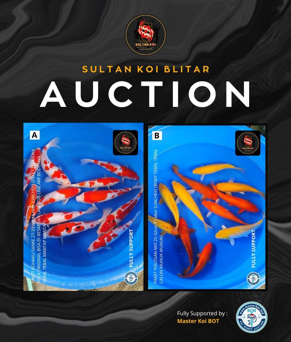 Lelang Koi Online, Jual Beli Ikan Koi, Pasar Koi Terbaik, Agen Lelang Koi, Penawaran Koi Berkualitas, Harga Jual Koi, Lelang Ikan Koi Import, Beli Koi Online, Jual Koi Murah, Koi Showroom, Penjual Koi Terpercaya, Lelang Koi Jakarta, Jual Koi Lokal, Koi Kualitas Unggul, Harga Terbaik Koi, Jual Koi Indukan, Lelang Ikan Hias Koi, Pasar Koi Indonesia, Beli Koi Berkualitas Tinggi, Koi Farm Terbesar, Jual Beli Koi Impor, Lelang Ikan Koi Kualitas Premium, Daftar Harga Koi Terbaru, Pusat Jual Beli Koi, Info Lelang Koi Hari Ini.