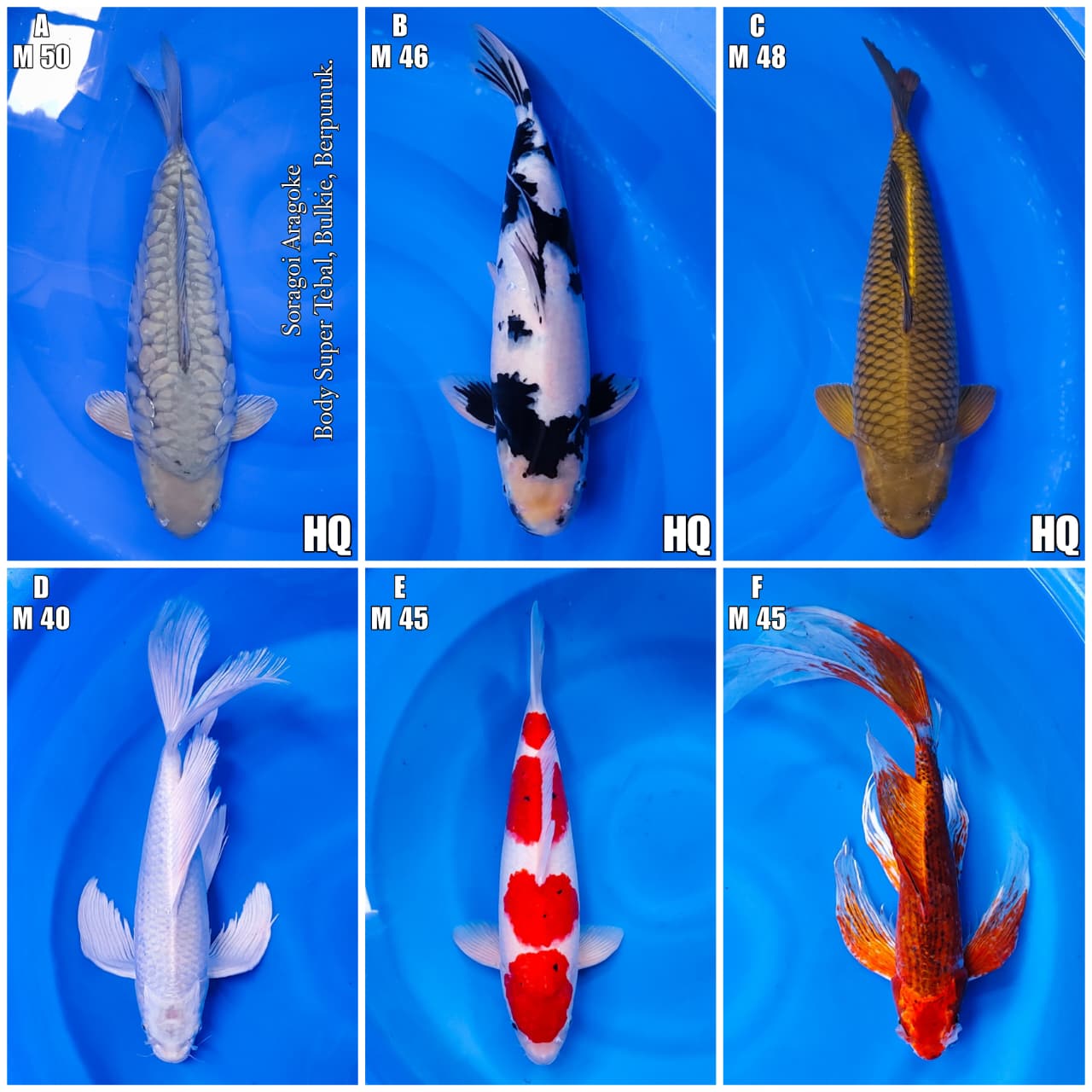 Lelang Koi Online, Jual Beli Ikan Koi, Pasar Koi Terbaik, Agen Lelang Koi, Penawaran Koi Berkualitas, Harga Jual Koi, Lelang Ikan Koi Import, Beli Koi Online, Jual Koi Murah, Koi Showroom, Penjual Koi Terpercaya, Lelang Koi Jakarta, Jual Koi Lokal, Koi Kualitas Unggul, Harga Terbaik Koi, Jual Koi Indukan, Lelang Ikan Hias Koi, Pasar Koi Indonesia, Beli Koi Berkualitas Tinggi, Koi Farm Terbesar, Jual Beli Koi Impor, Lelang Ikan Koi Kualitas Premium, Daftar Harga Koi Terbaru, Pusat Jual Beli Koi, Info Lelang Koi Hari Ini.