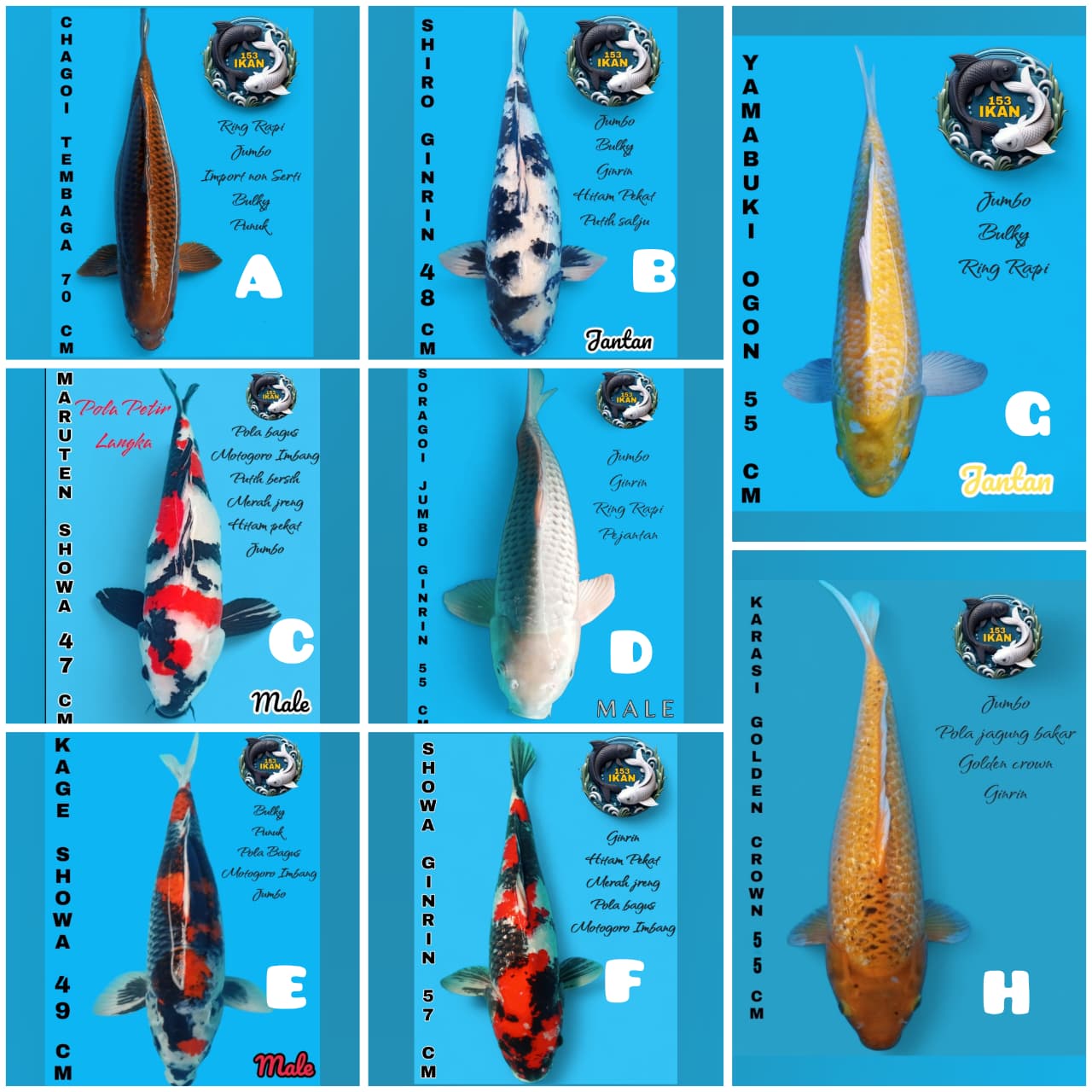 Lelang Koi Online, Jual Beli Ikan Koi, Pasar Koi Terbaik, Agen Lelang Koi, Penawaran Koi Berkualitas, Harga Jual Koi, Lelang Ikan Koi Import, Beli Koi Online, Jual Koi Murah, Koi Showroom, Penjual Koi Terpercaya, Lelang Koi Jakarta, Jual Koi Lokal, Koi Kualitas Unggul, Harga Terbaik Koi, Jual Koi Indukan, Lelang Ikan Hias Koi, Pasar Koi Indonesia, Beli Koi Berkualitas Tinggi, Koi Farm Terbesar, Jual Beli Koi Impor, Lelang Ikan Koi Kualitas Premium, Daftar Harga Koi Terbaru, Pusat Jual Beli Koi, Info Lelang Koi Hari Ini.